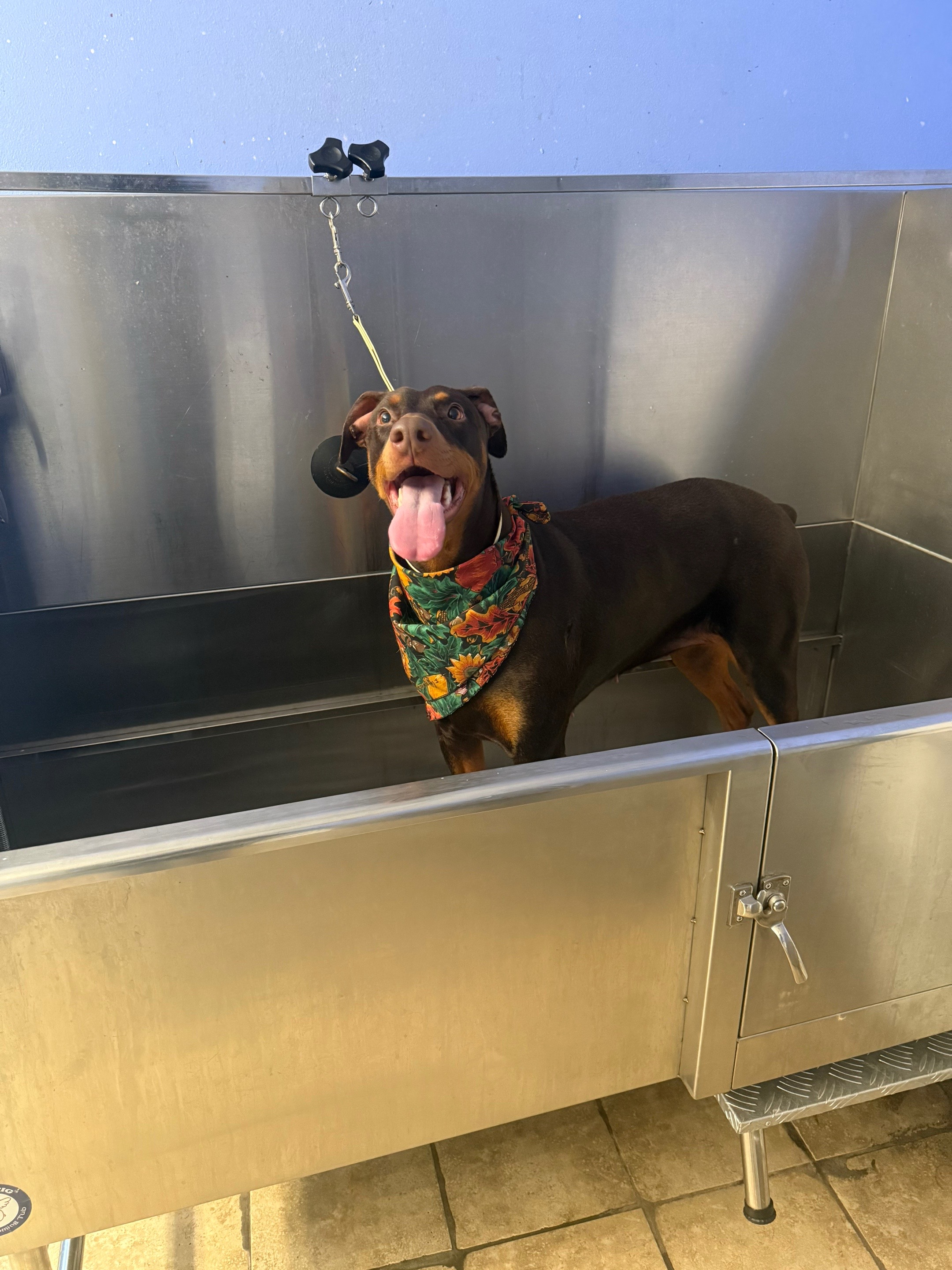 @Boss Canine