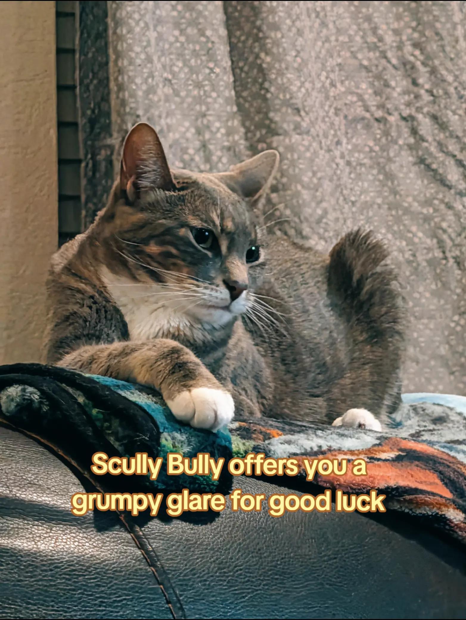 @BuffyTheKittenSpayer