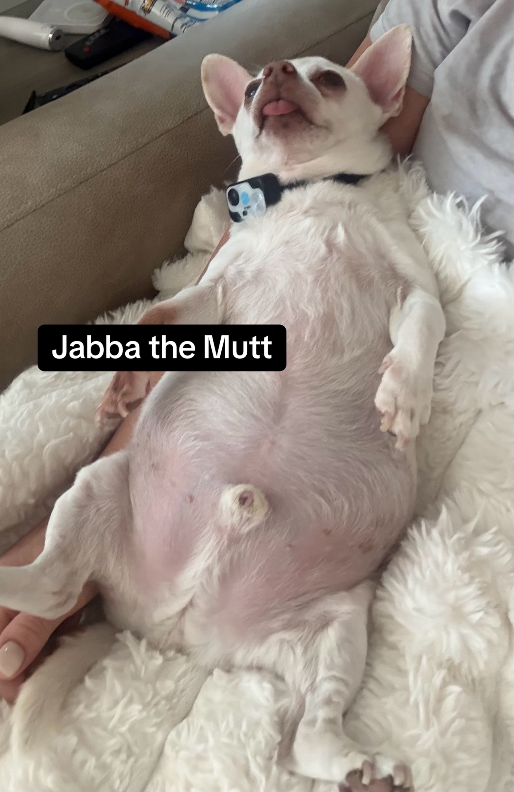 @Maximo Cornelius the Beefy Chi