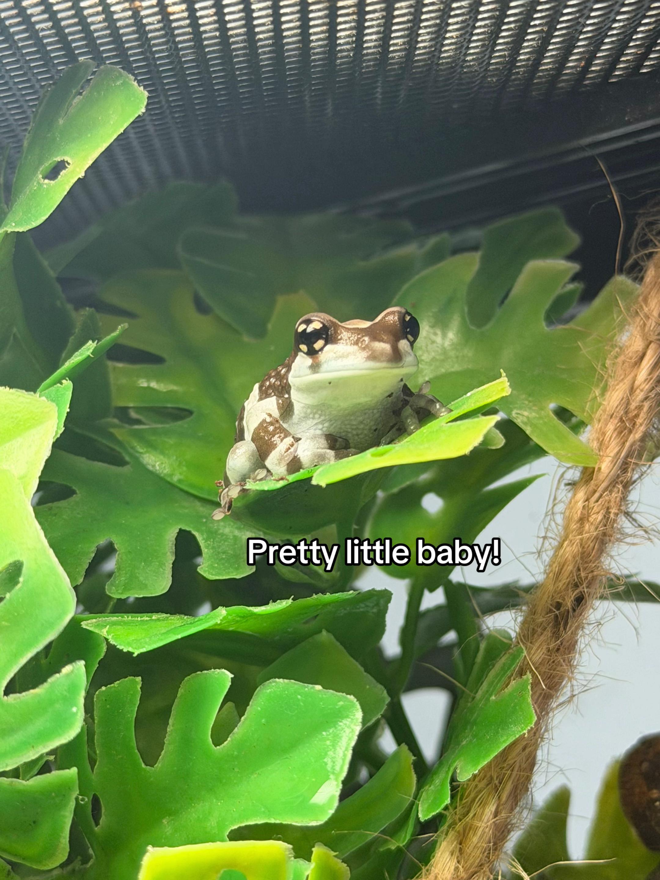 @frogsandoddities