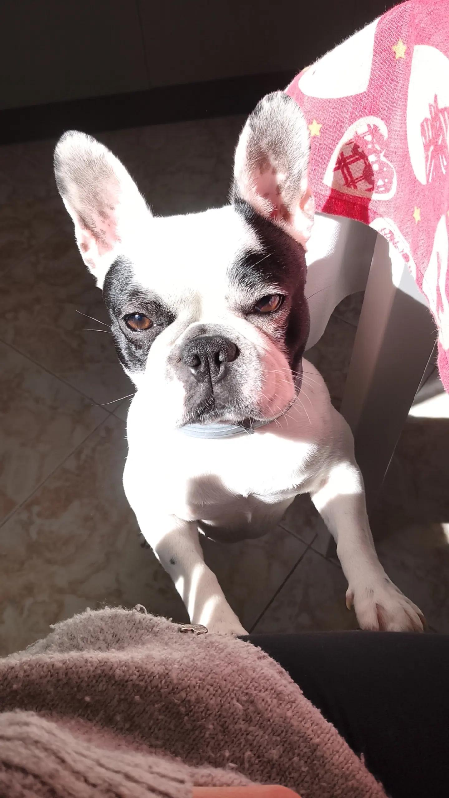 @Nelly🩷Maya🐶