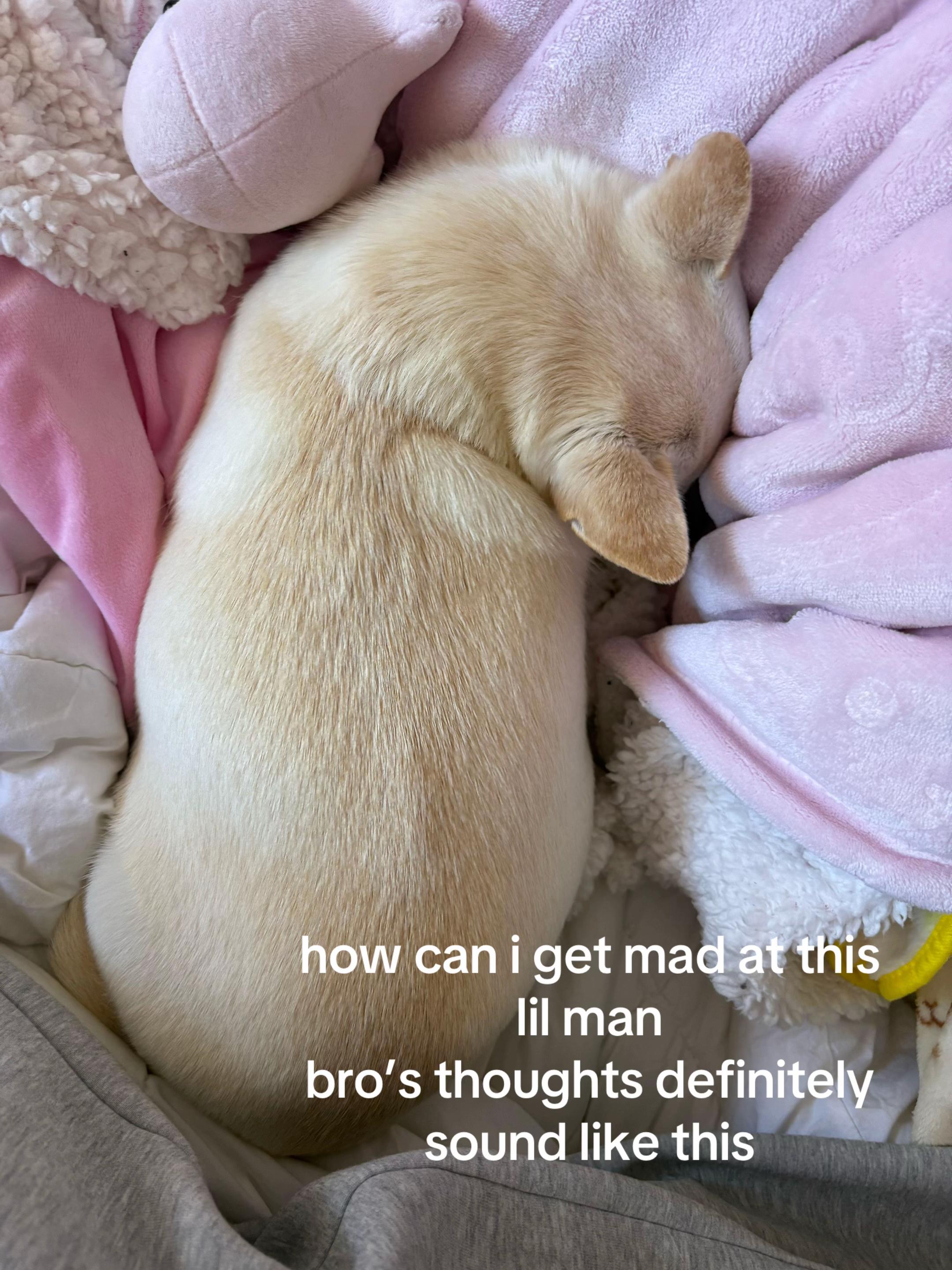 @₍˄. ̫.˄₎🎀🩷