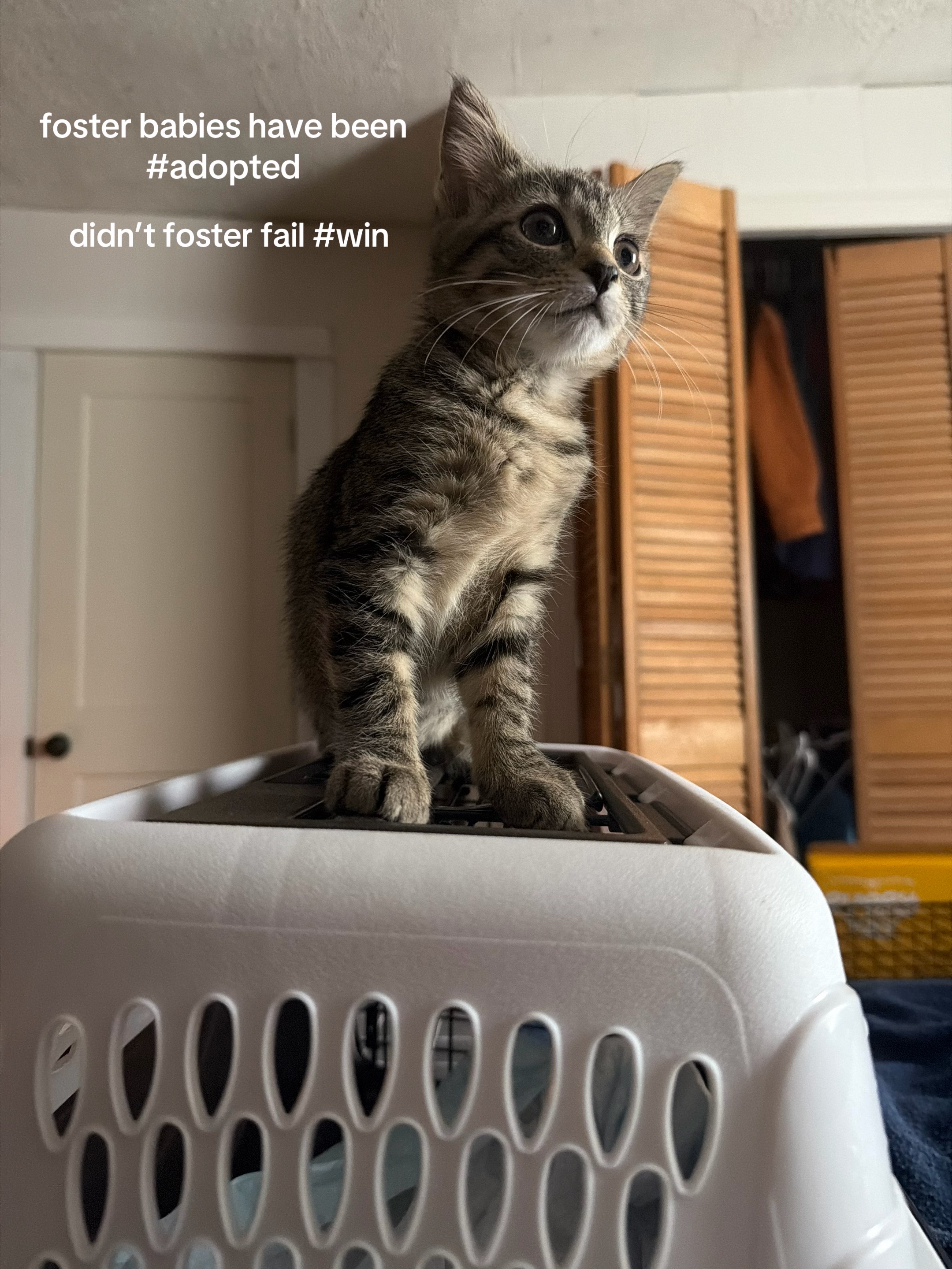 @bink the big orange cat