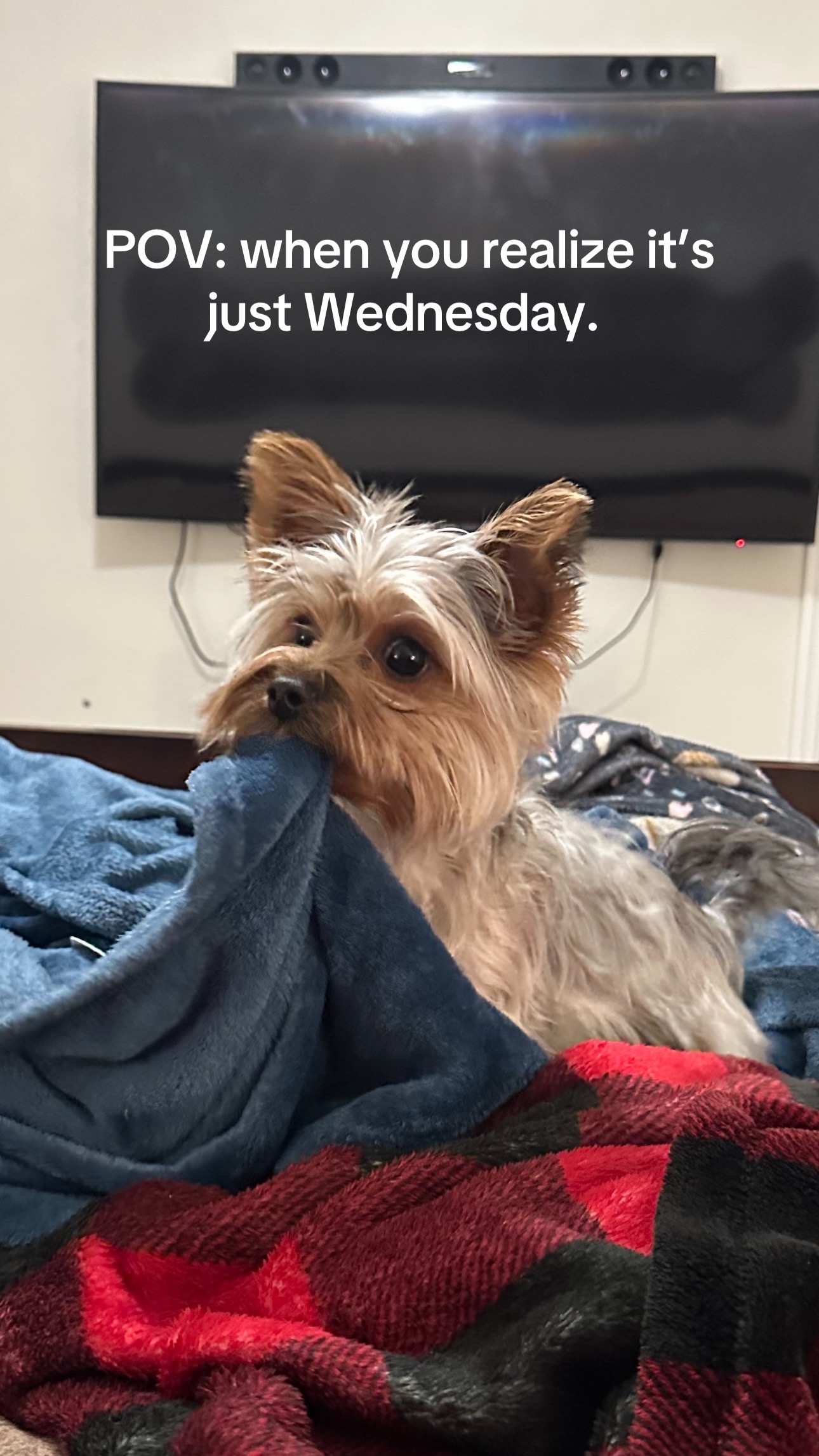 @Penny the Yorkie