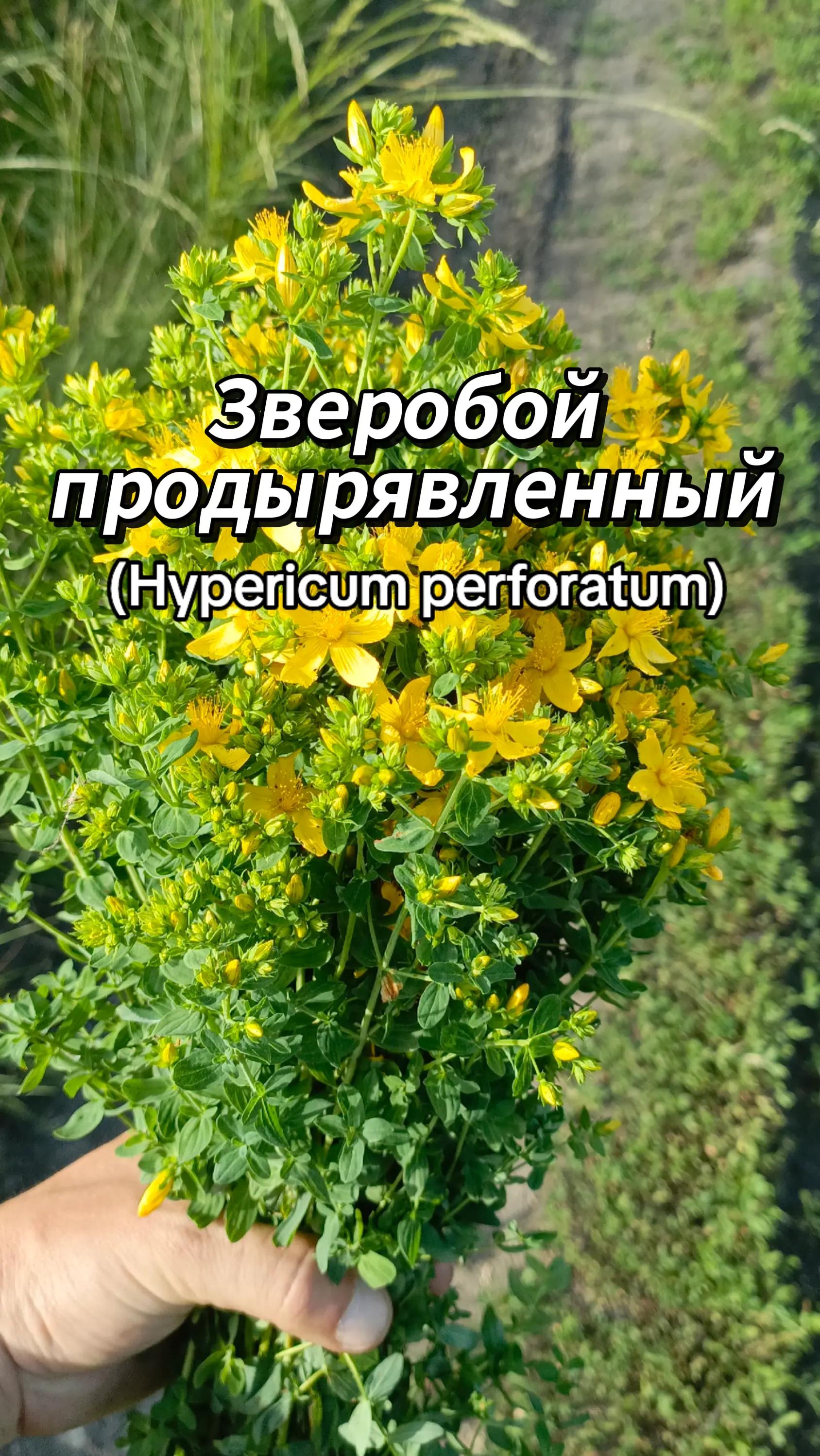 @🍃Зелёный шифр🍃