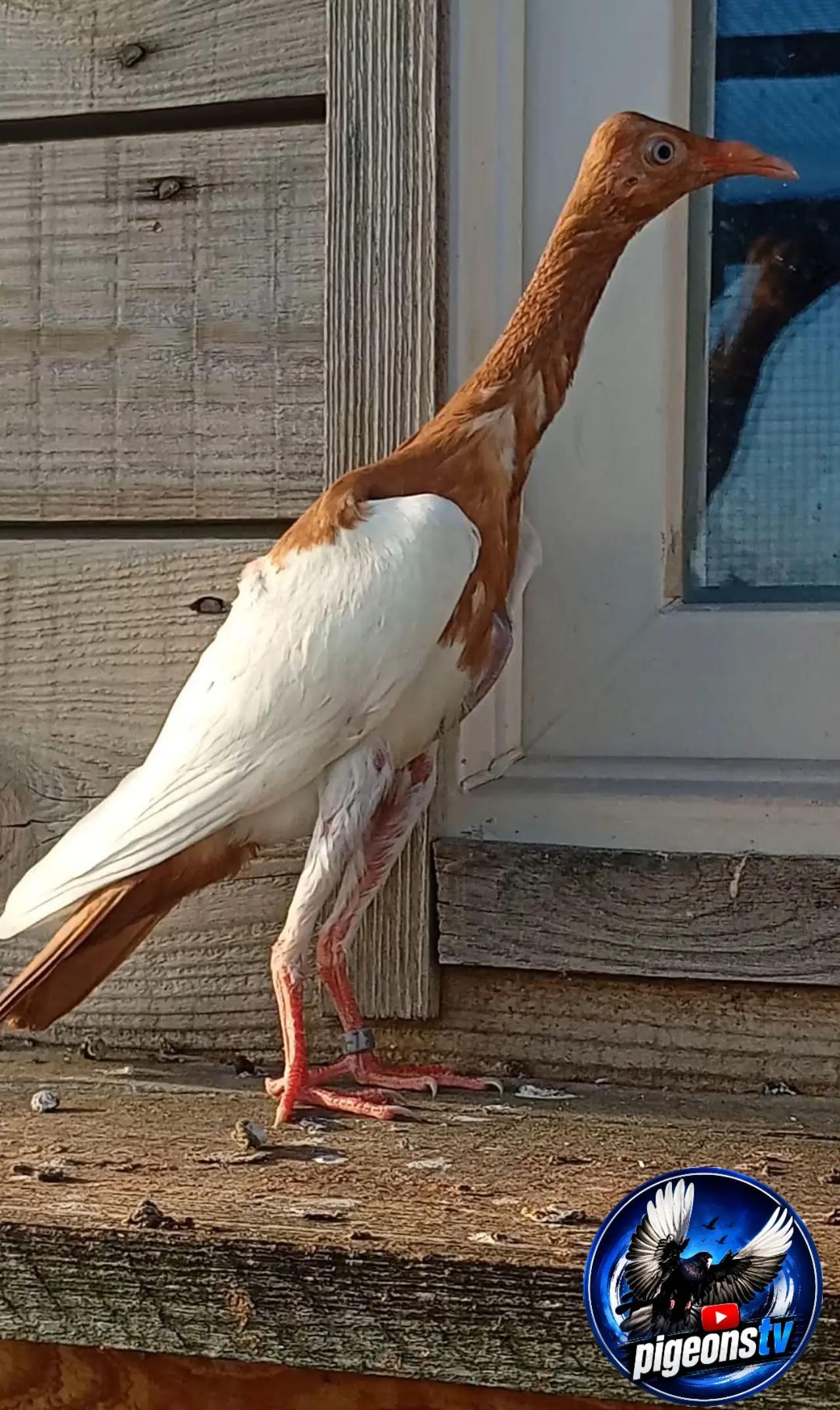 @Pigeons Tv