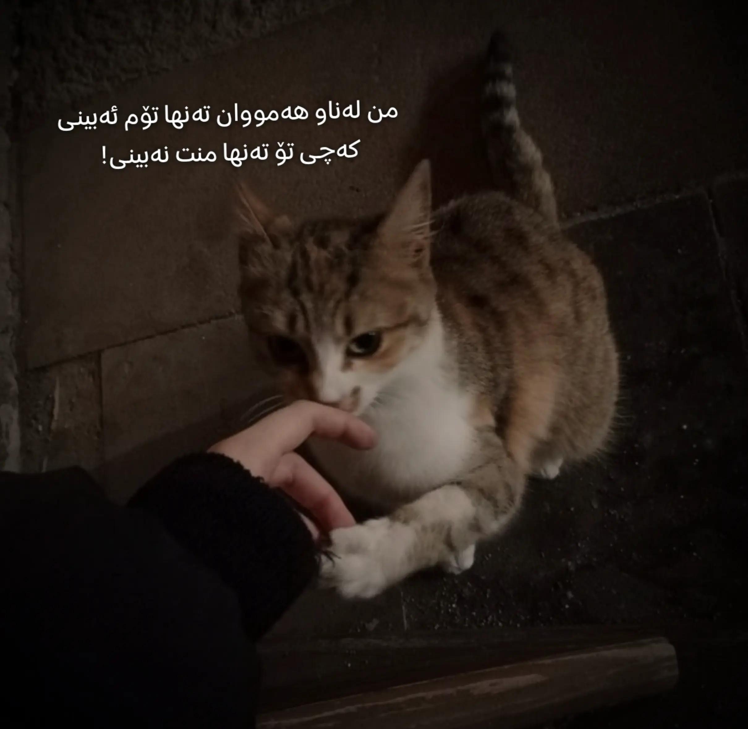 @تیـانـا❤🐈