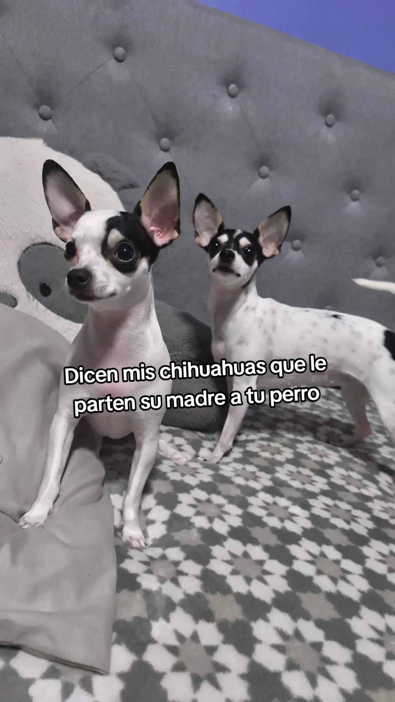 @Pauchaii