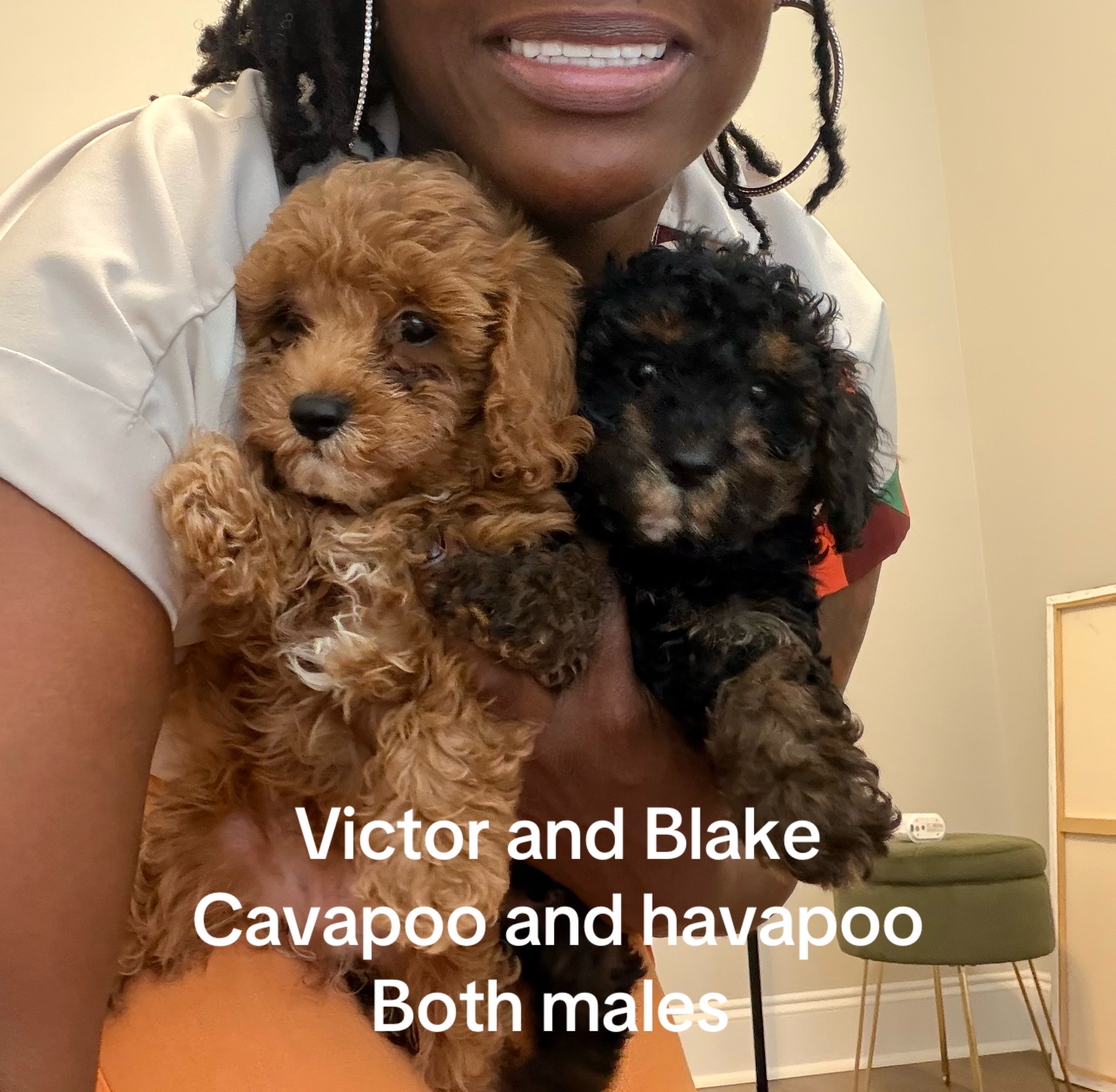 @Shortcake_kennel_2