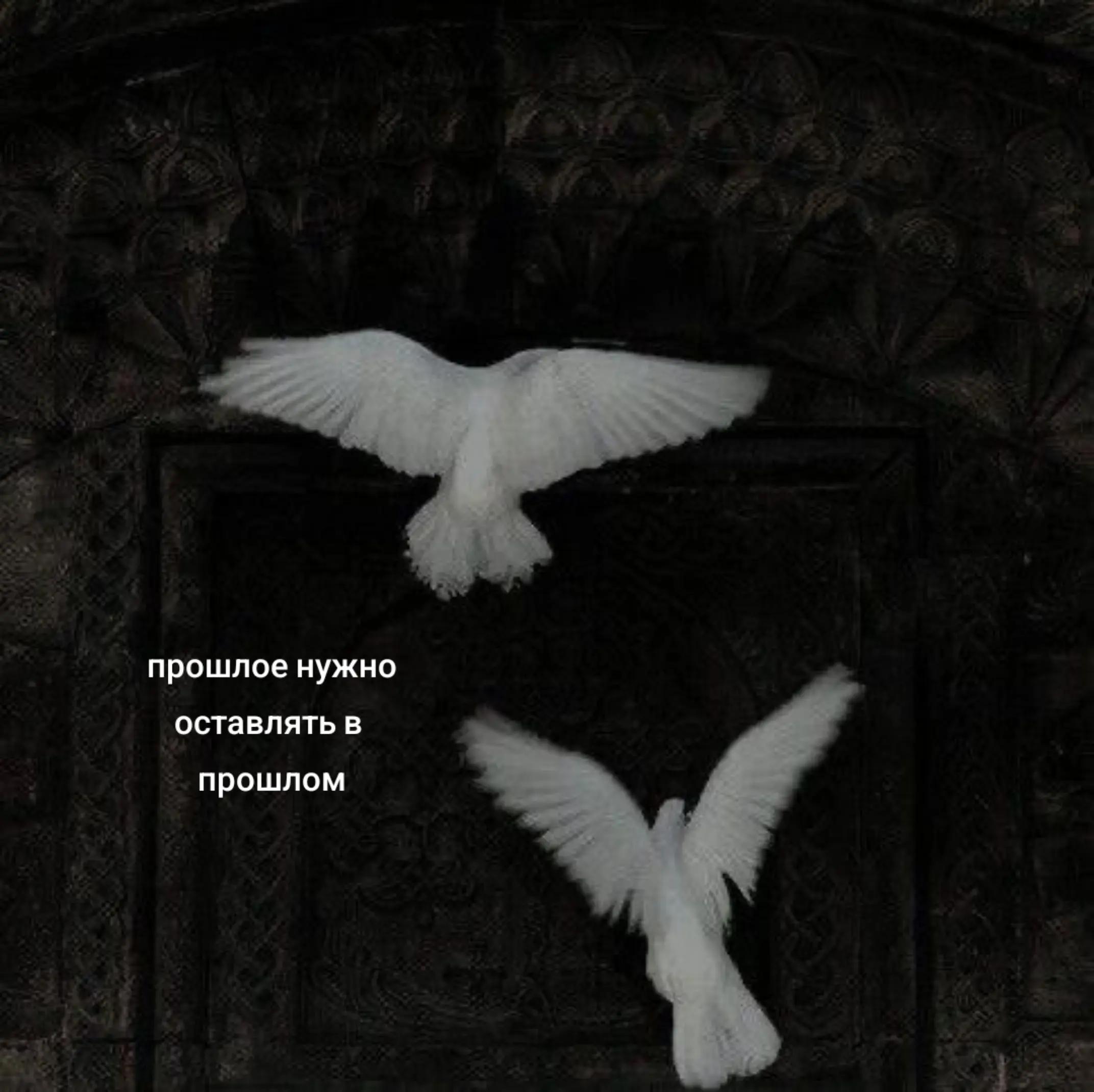 @мурч