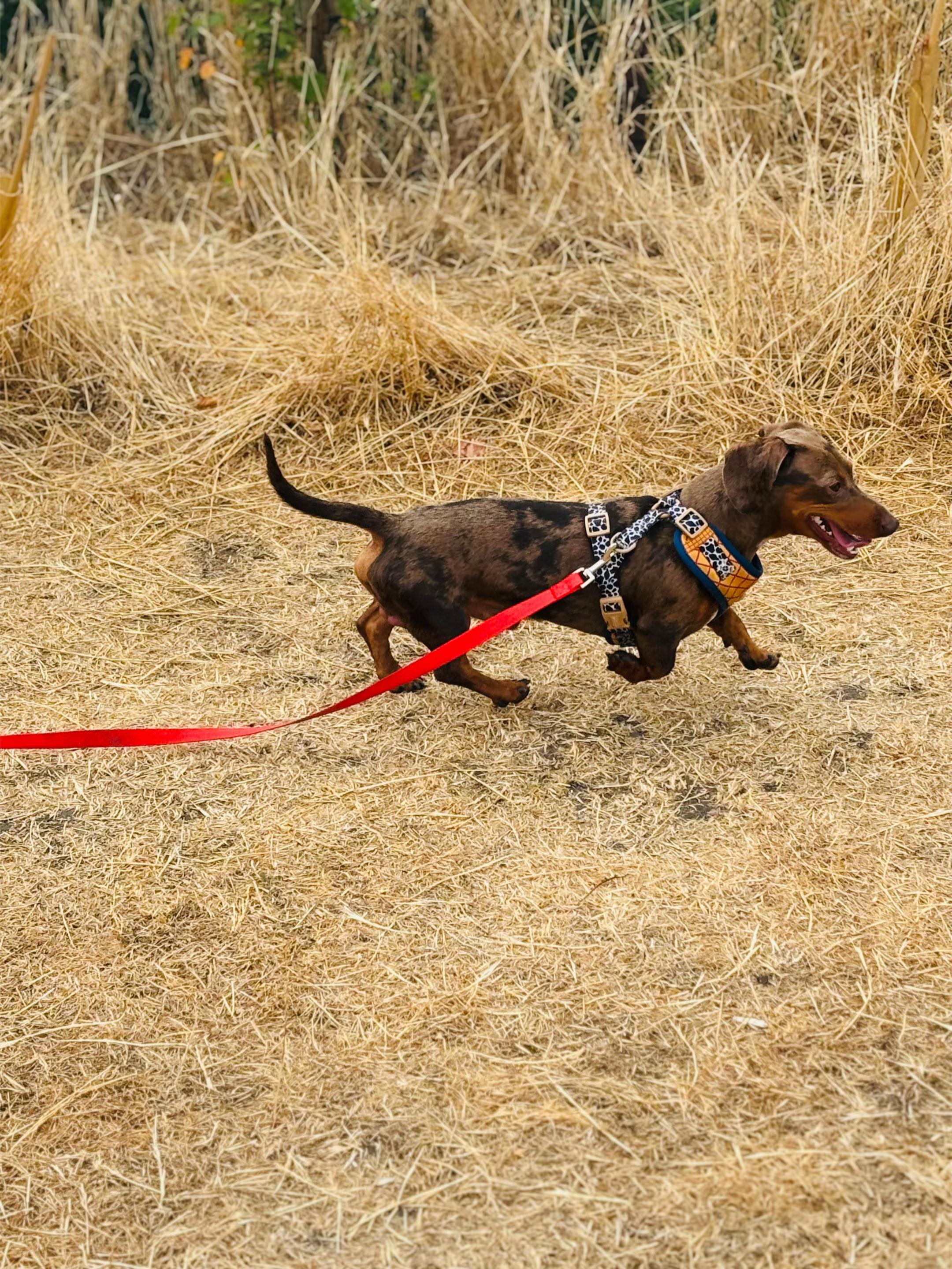 @marleythesausagedog