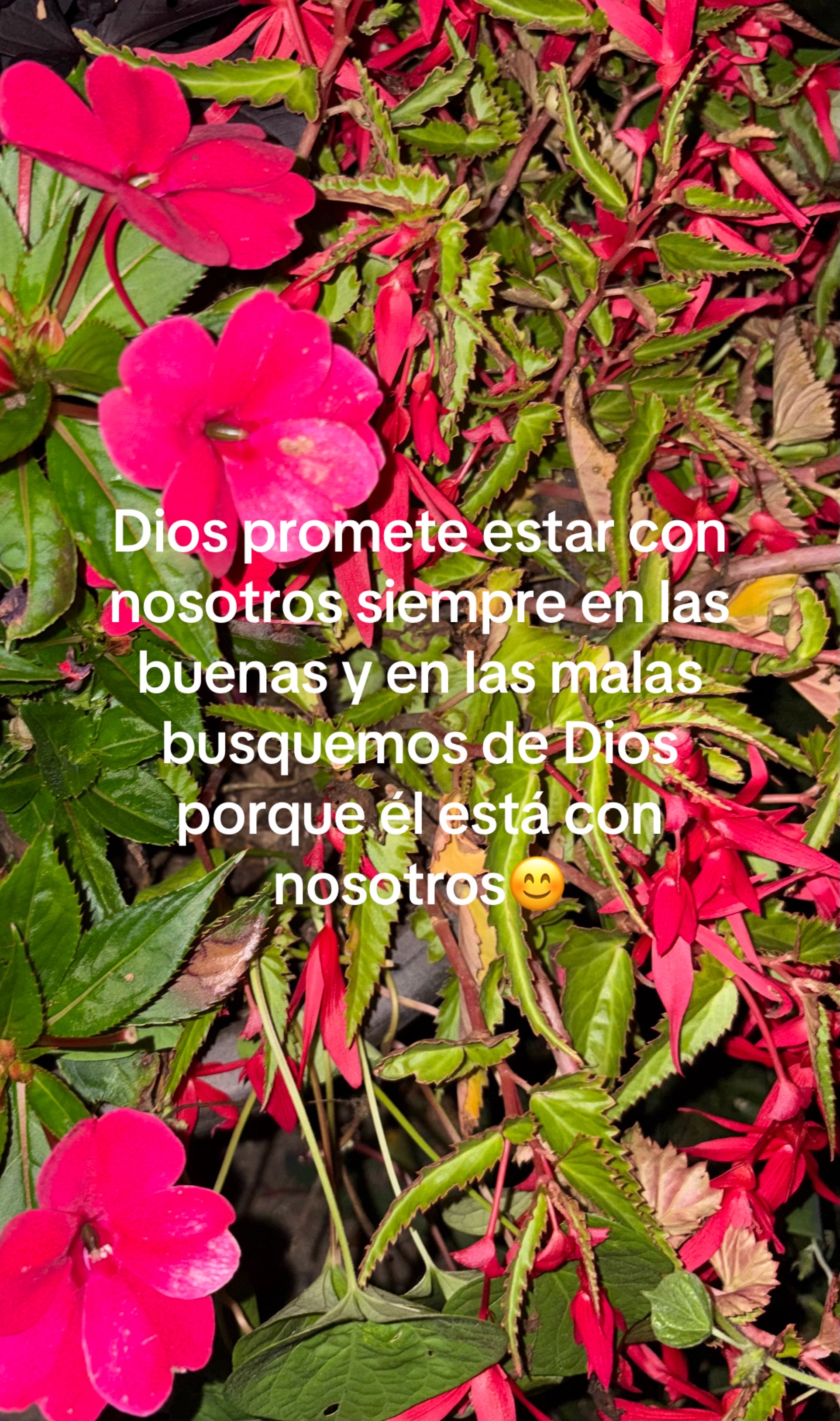 @Araceli vences