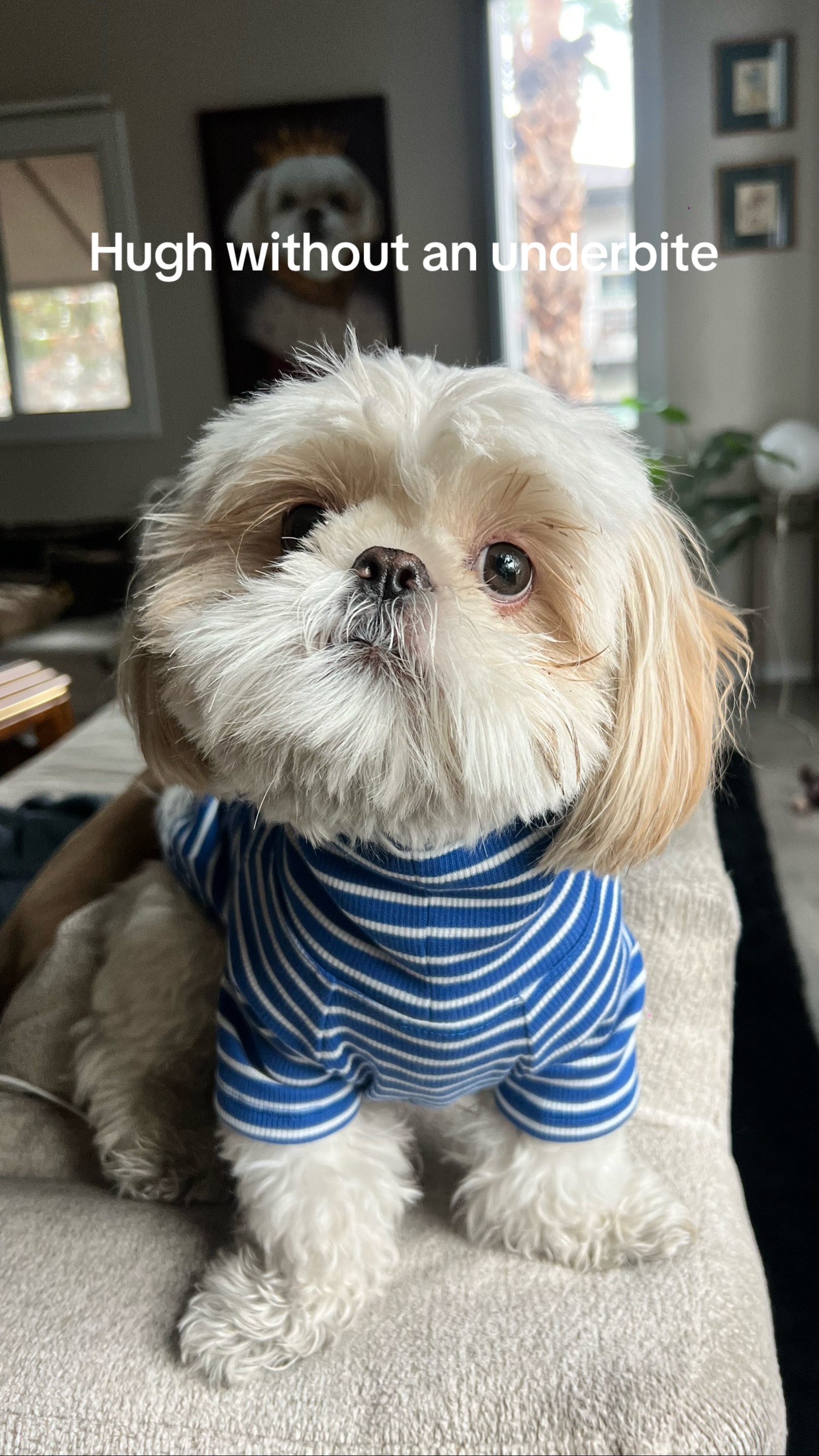 @Hugh the Shih Tzu