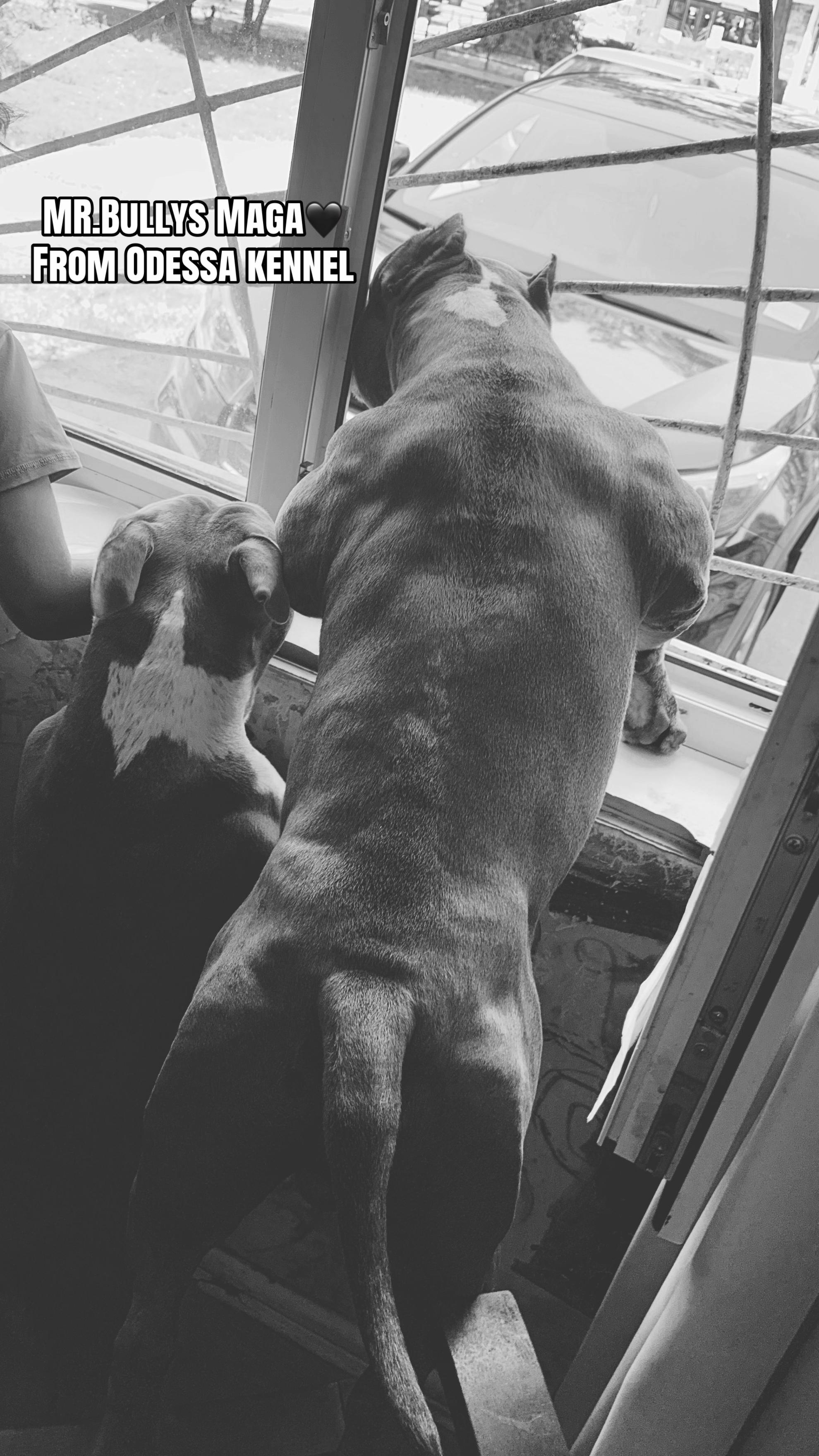 @Odessa Bully kennel