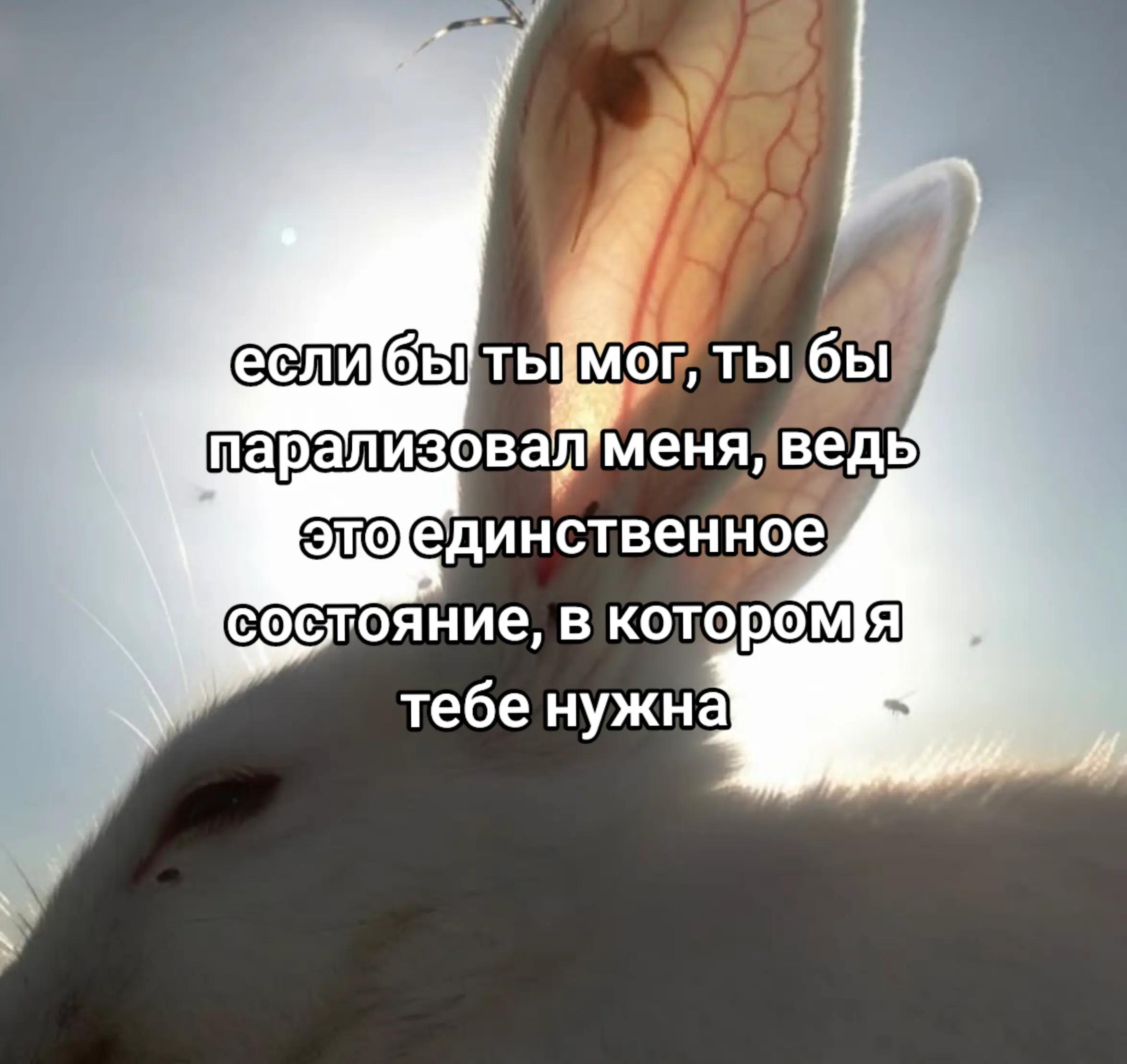 @kaffka