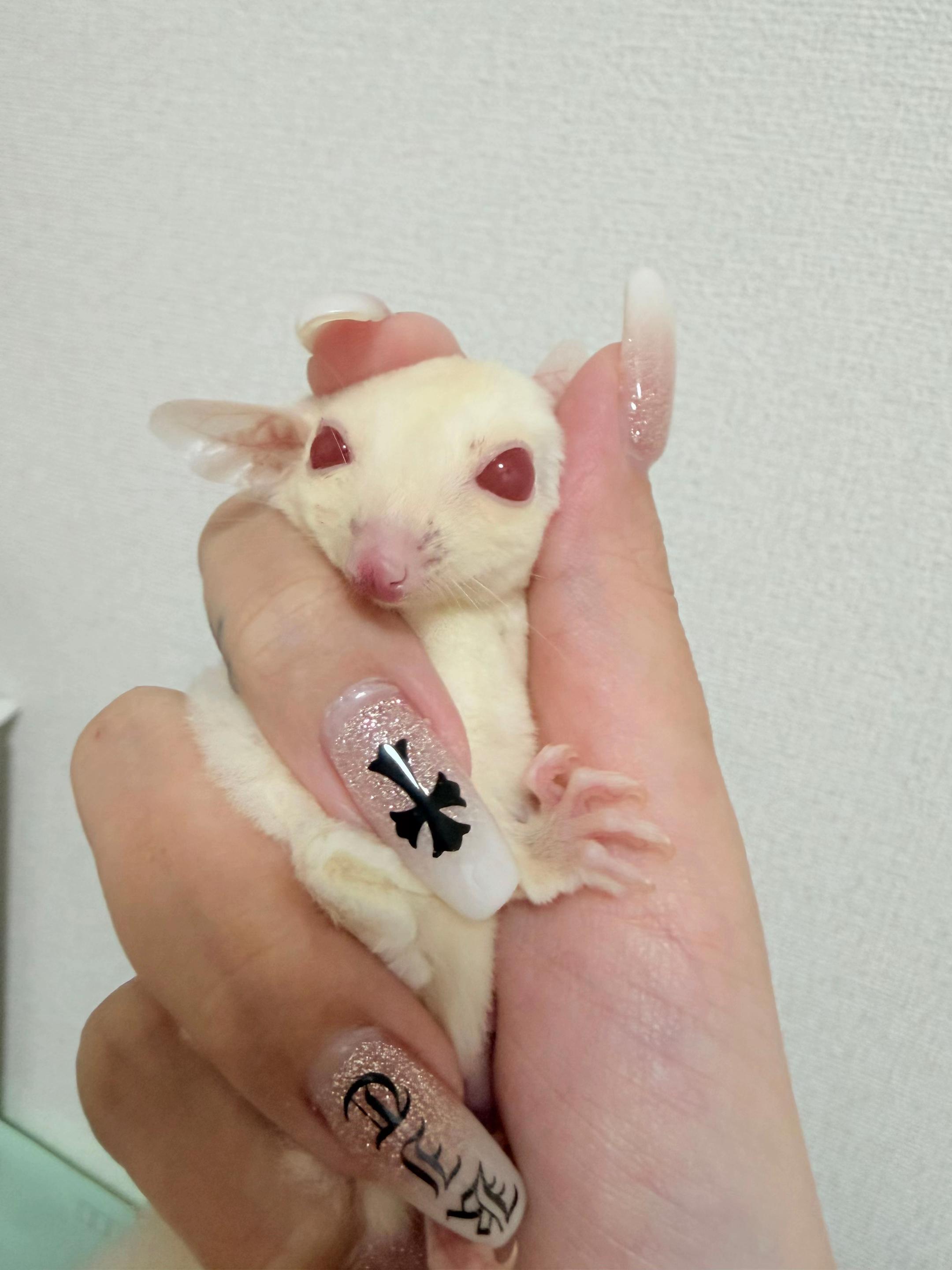 @ちゃき。🪭🎴【サボり中】