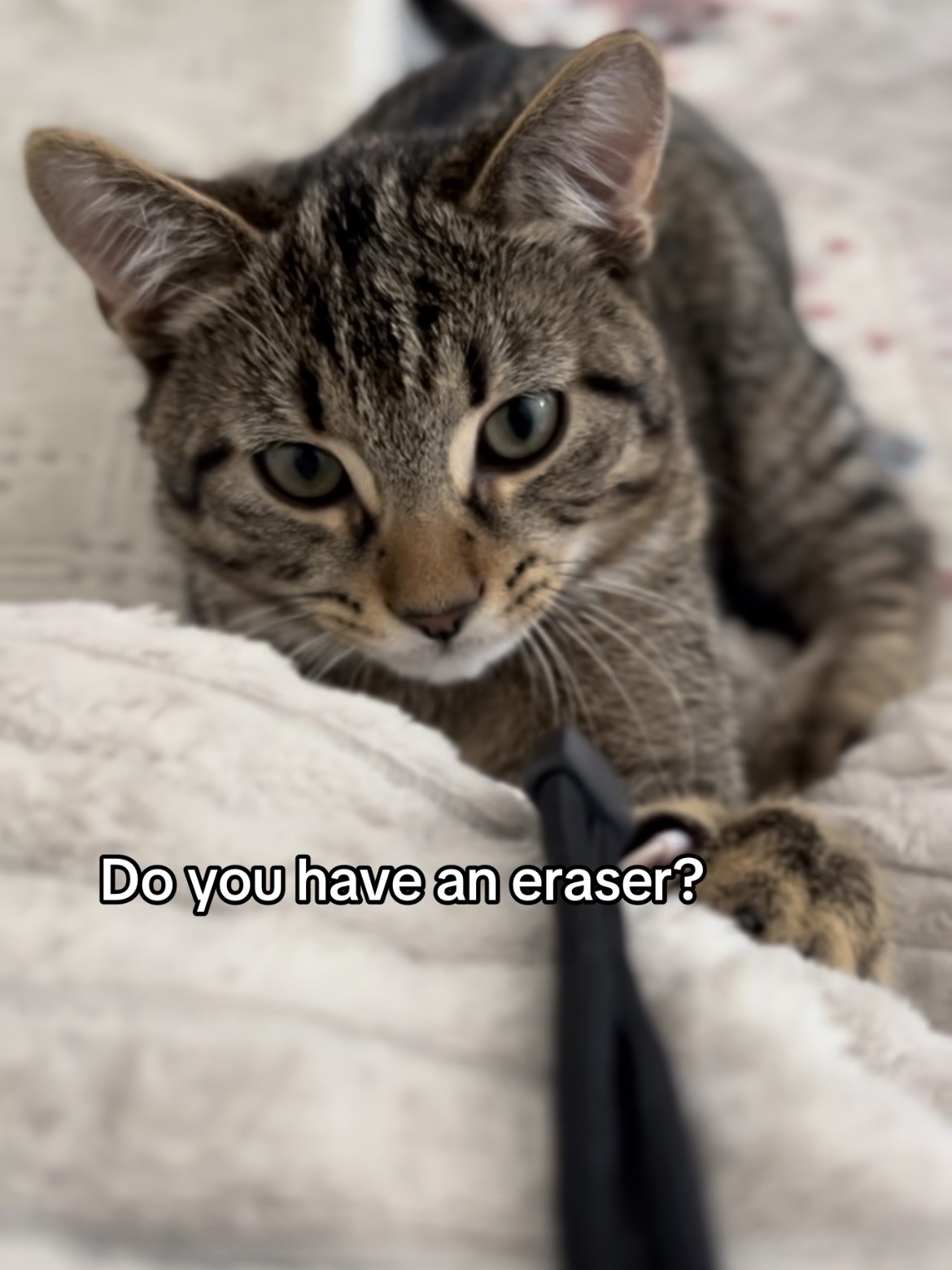 @Haadi 🐱