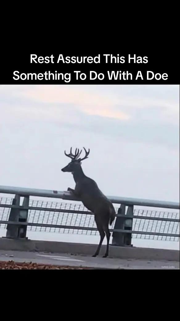 @kjoftiktok