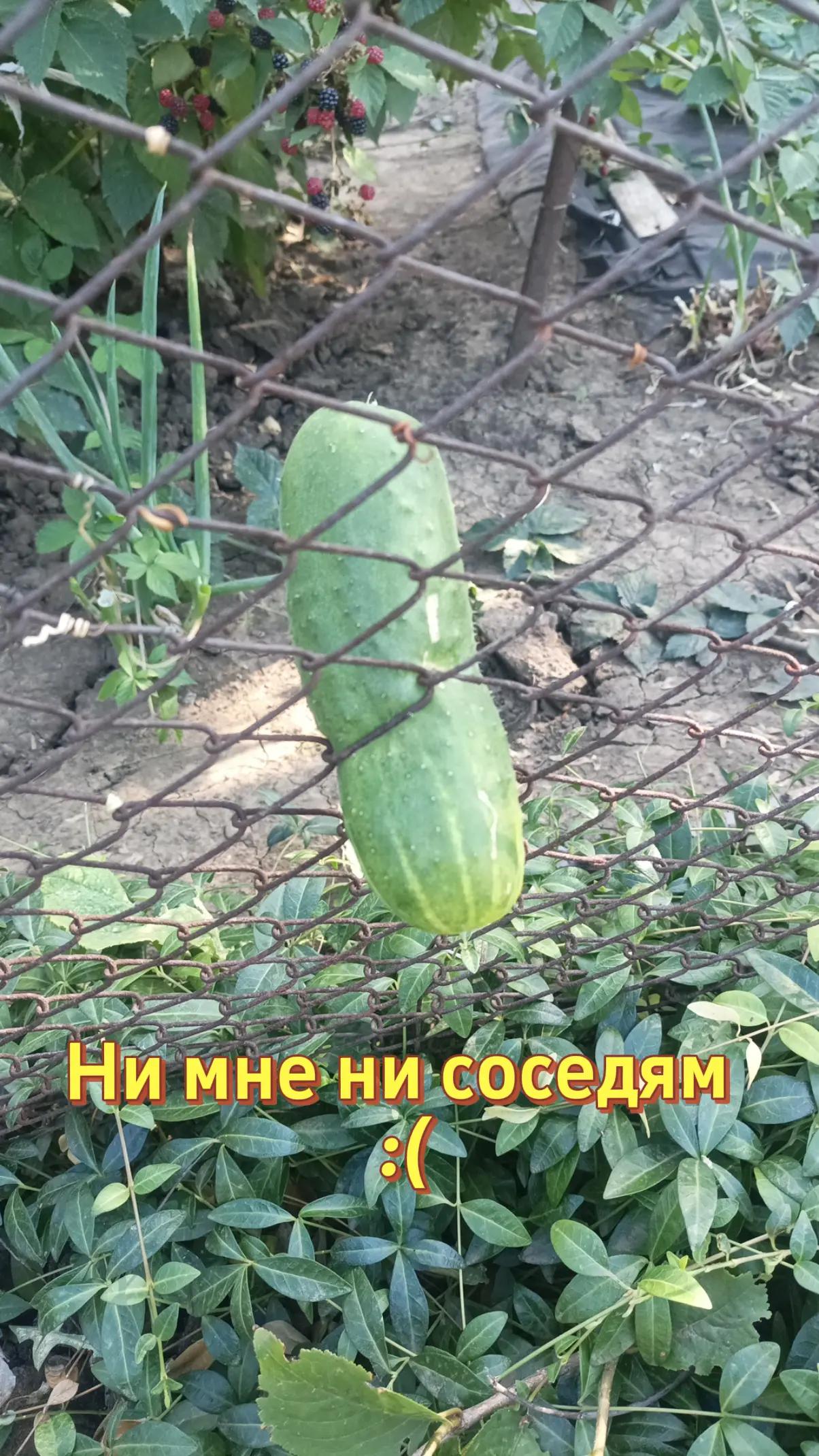 @stivanya