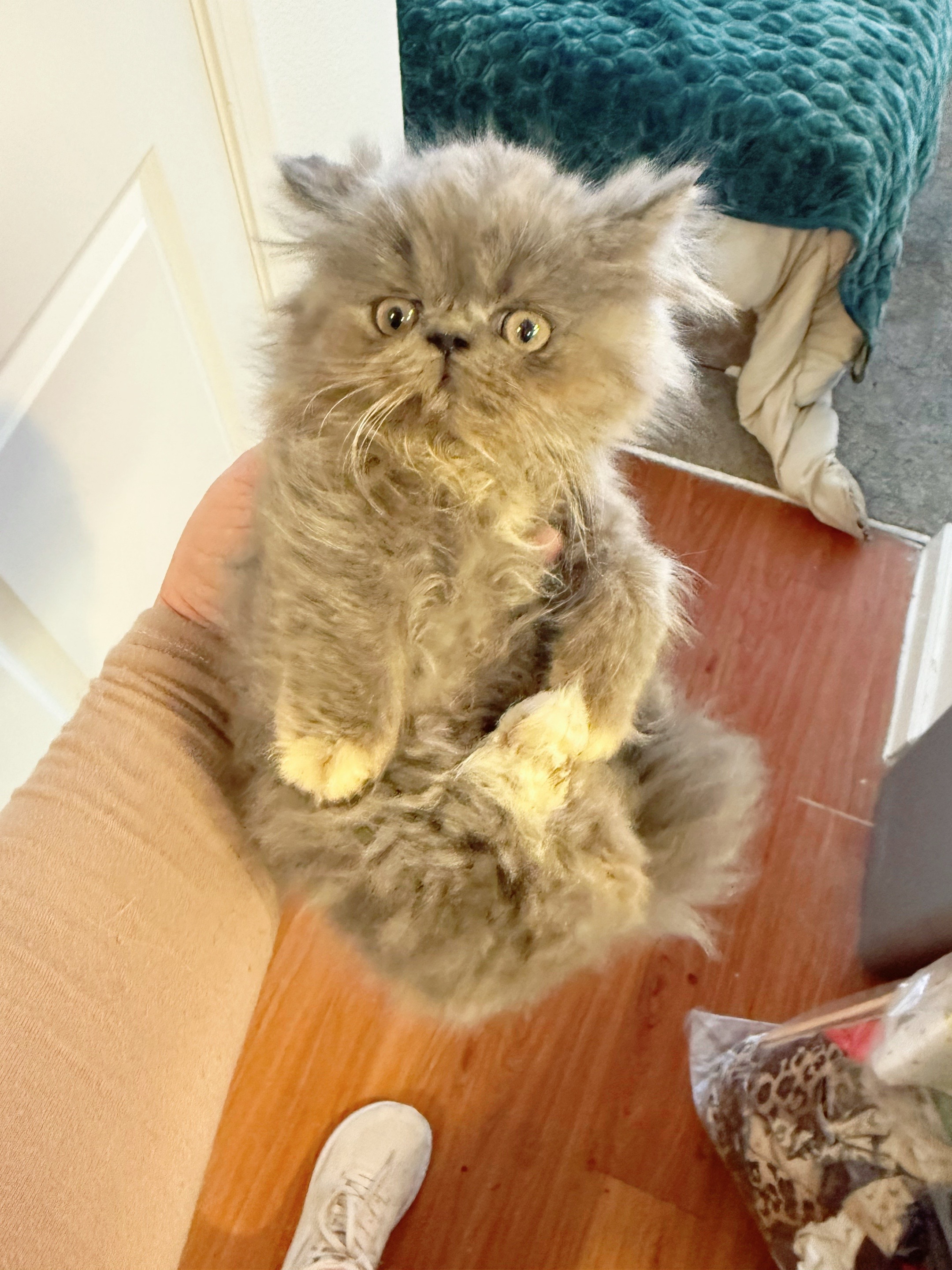@PersianKitten