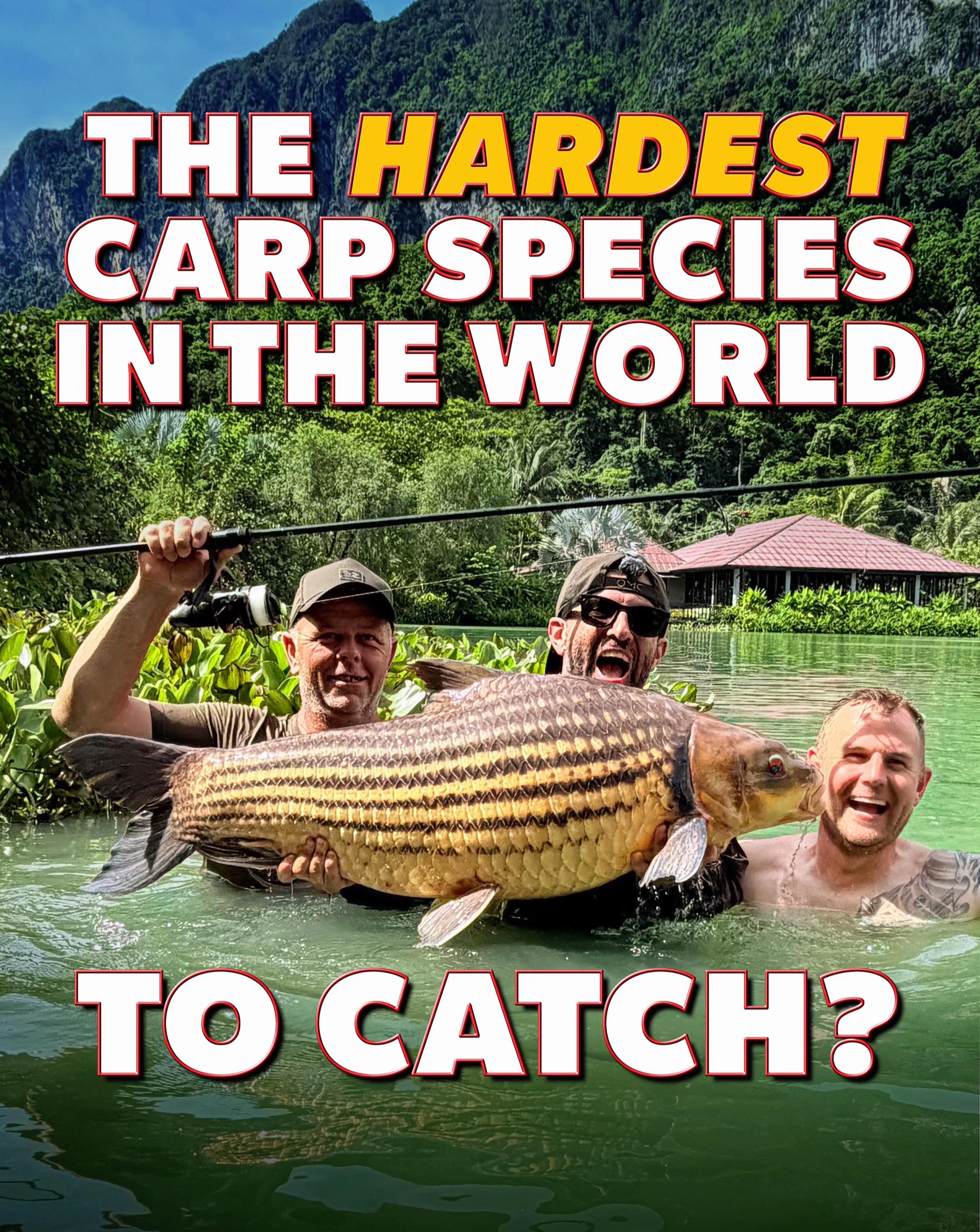 @Ali Hamidi Angler