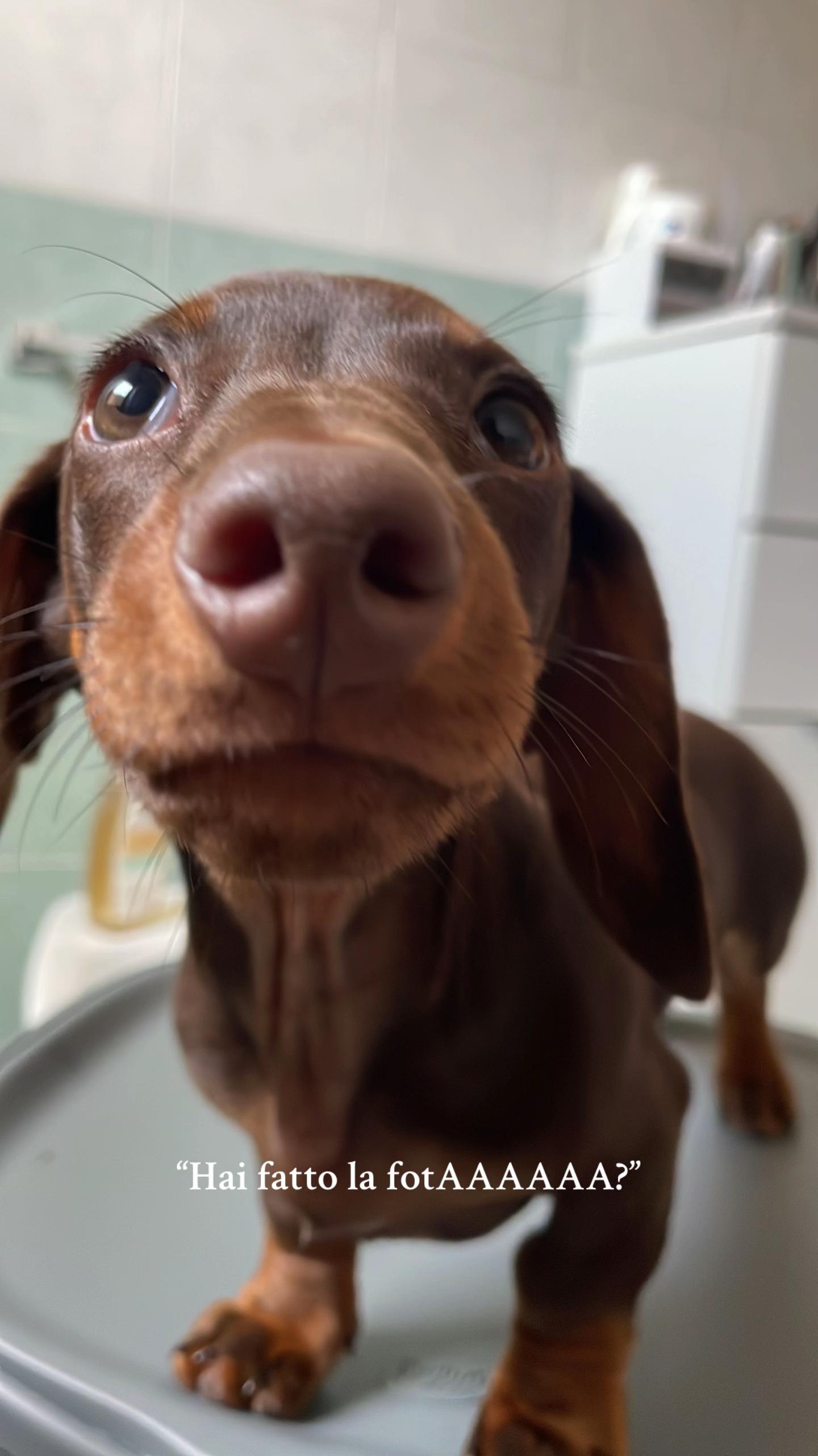 @lamb.l