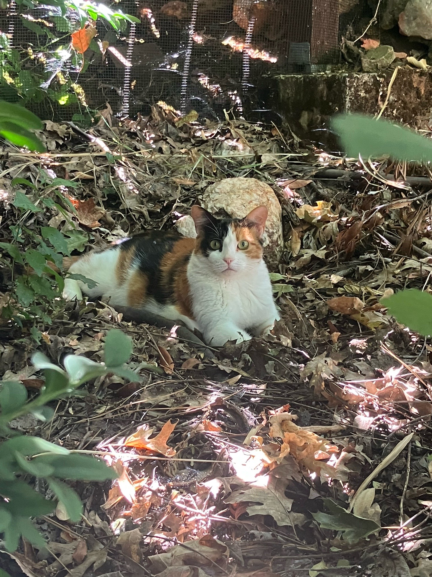 @sweetiethecalicocat