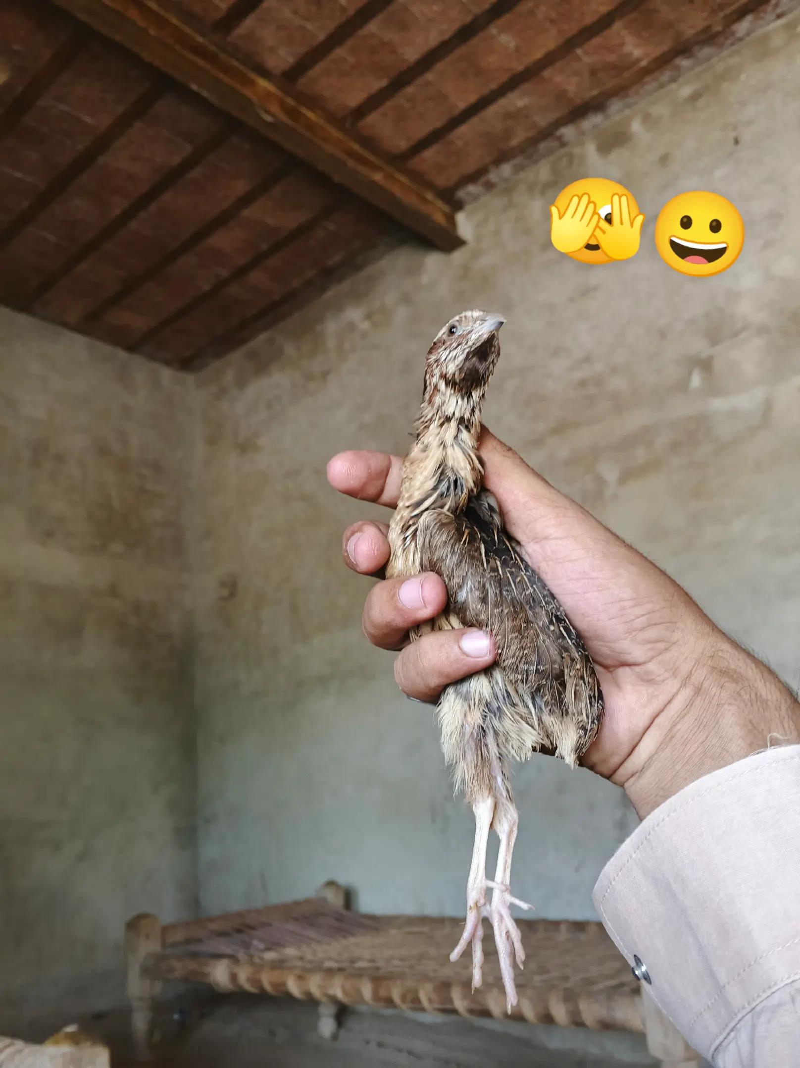 @2 مخ عی خلگ💔