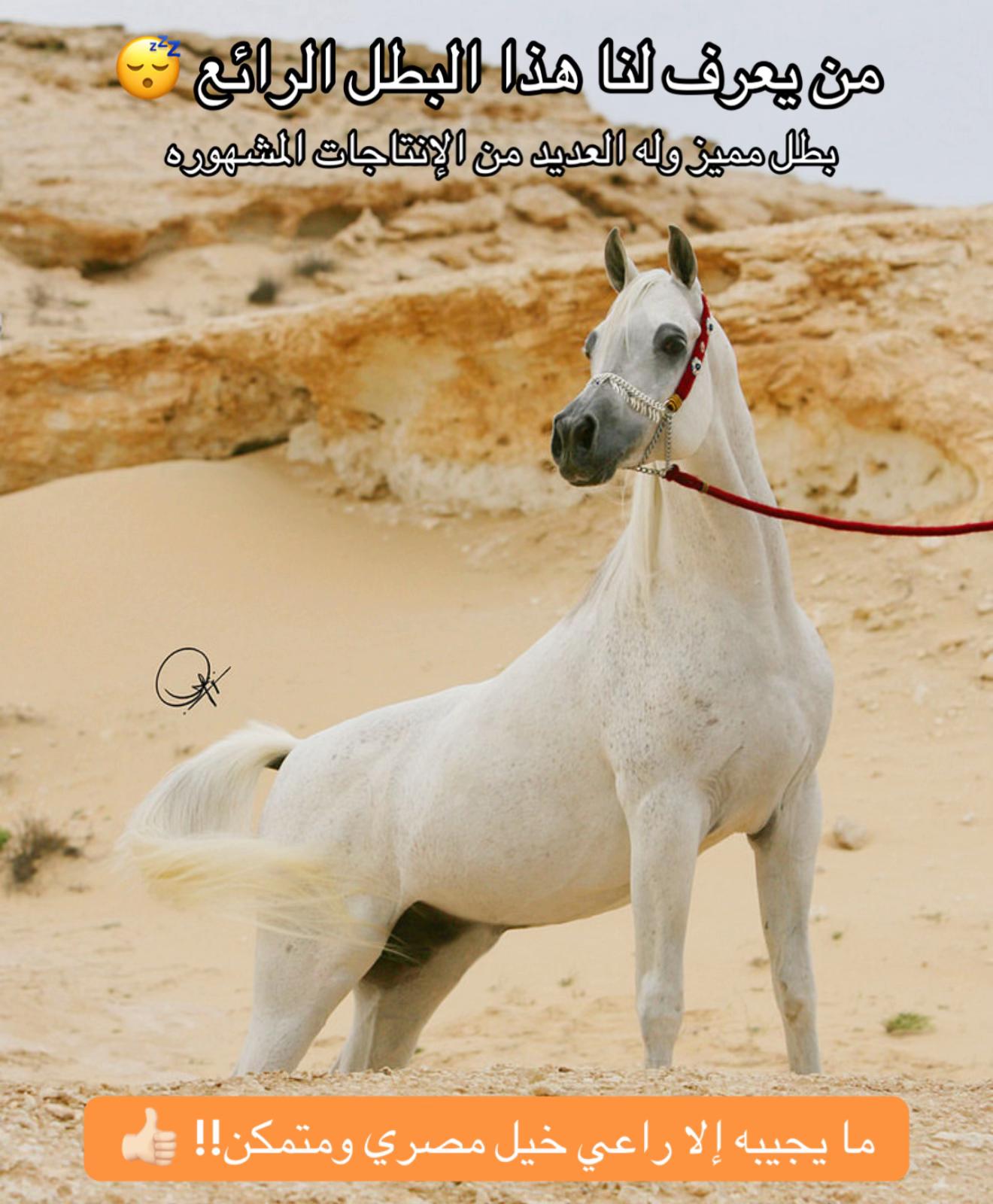 @عمر بن محمد | واجهة الجـياد🏅