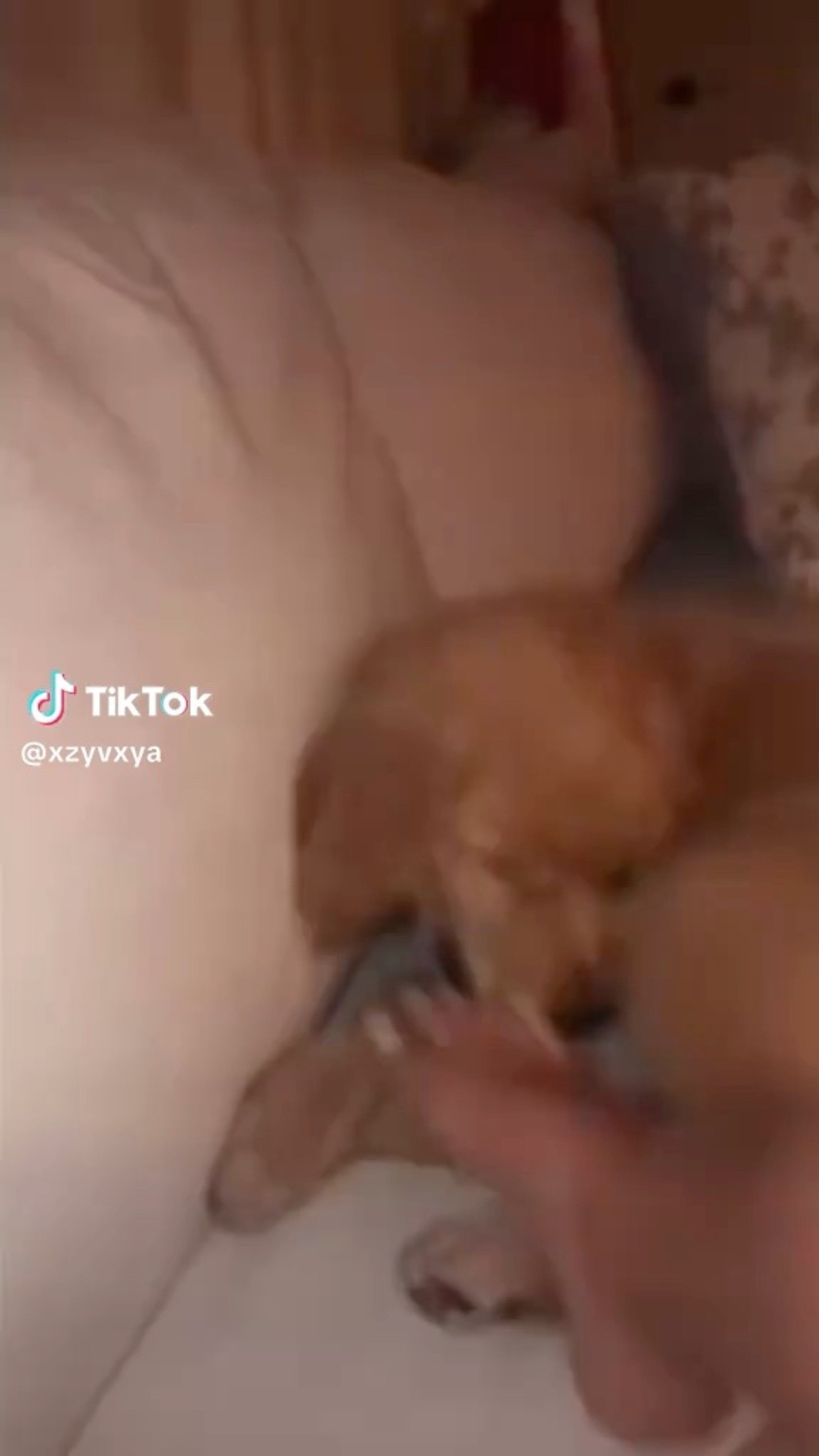 @xoctixmse