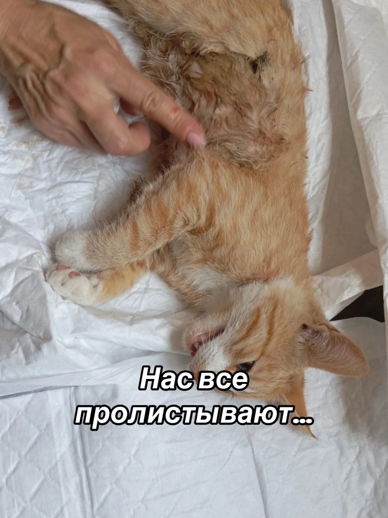 @Приют Потеряшка
