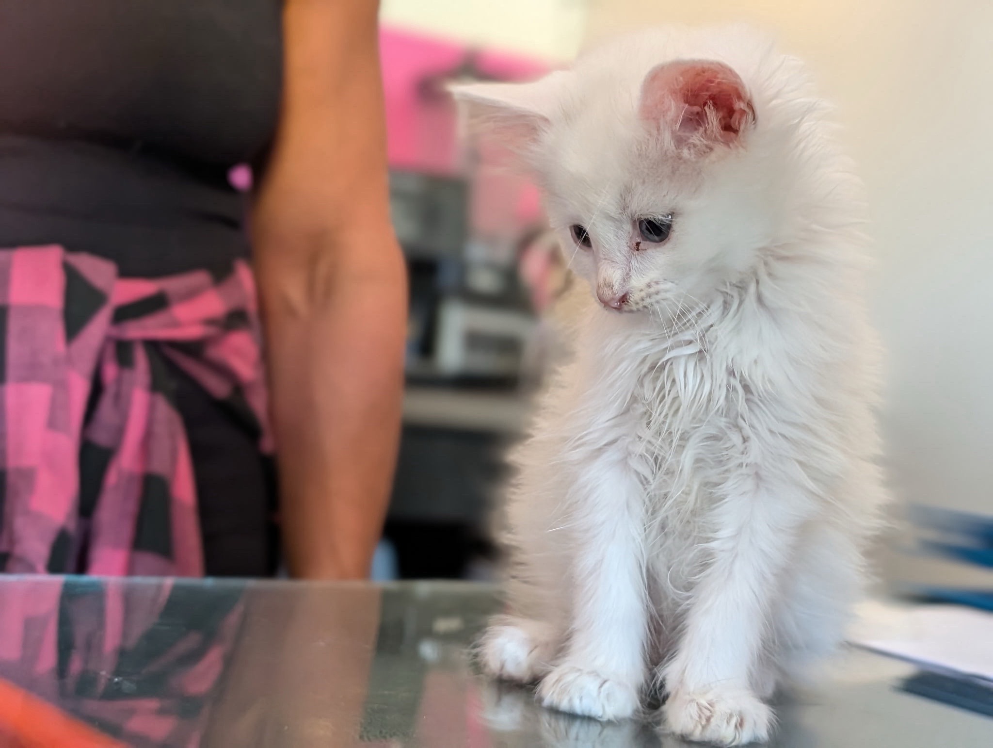 @The Purrfect Pour Cat Cafe