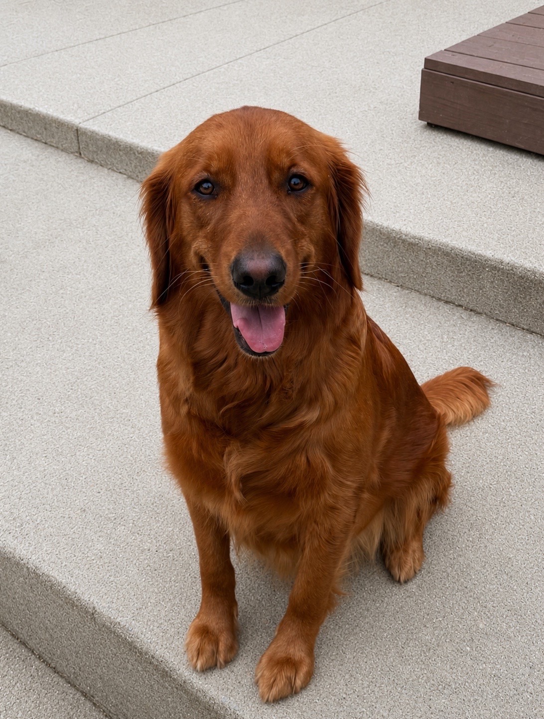 @Sages Goldens