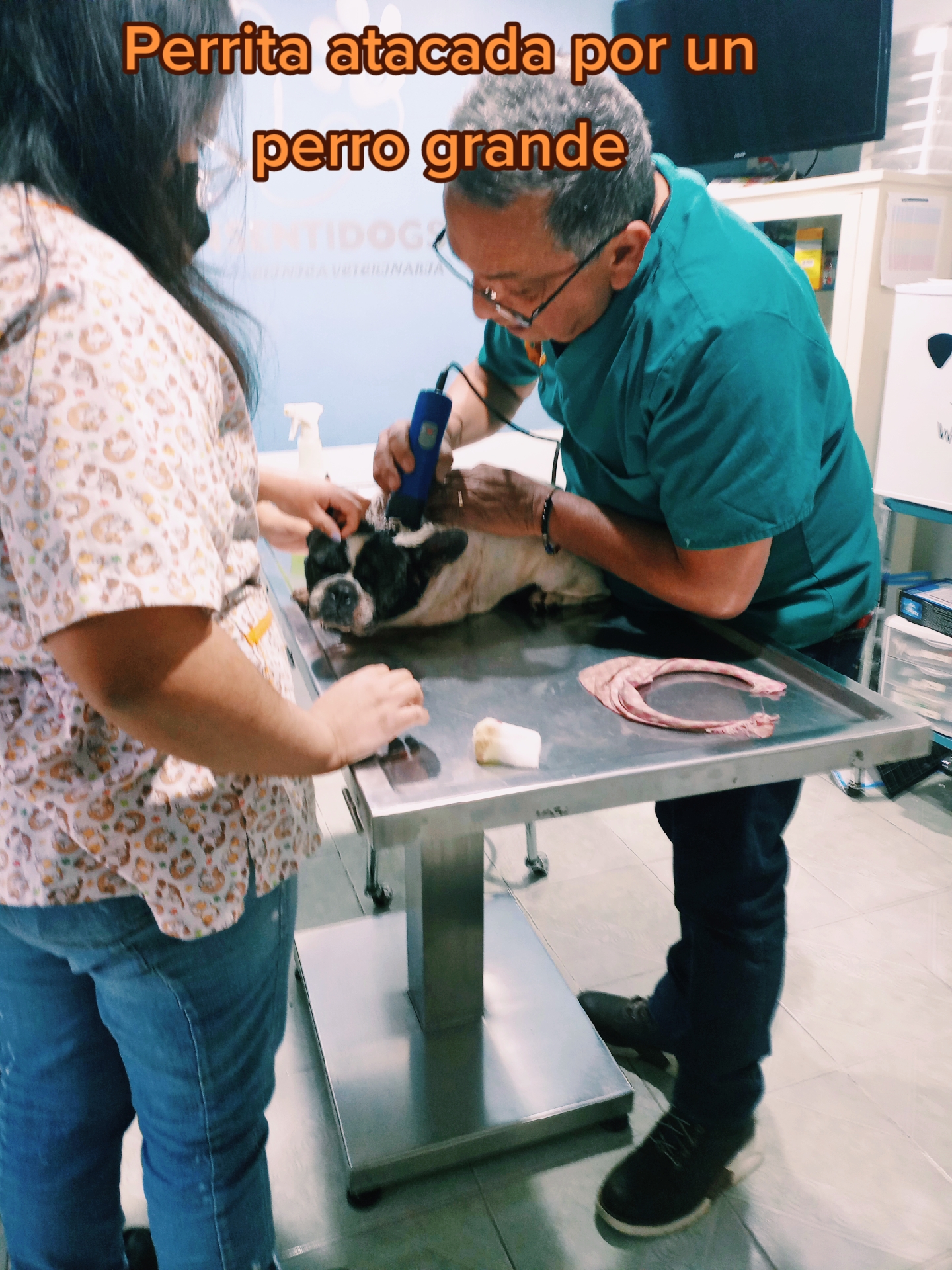 @🐶Consentidogs🐶
