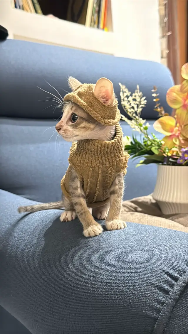 @Lots of cats