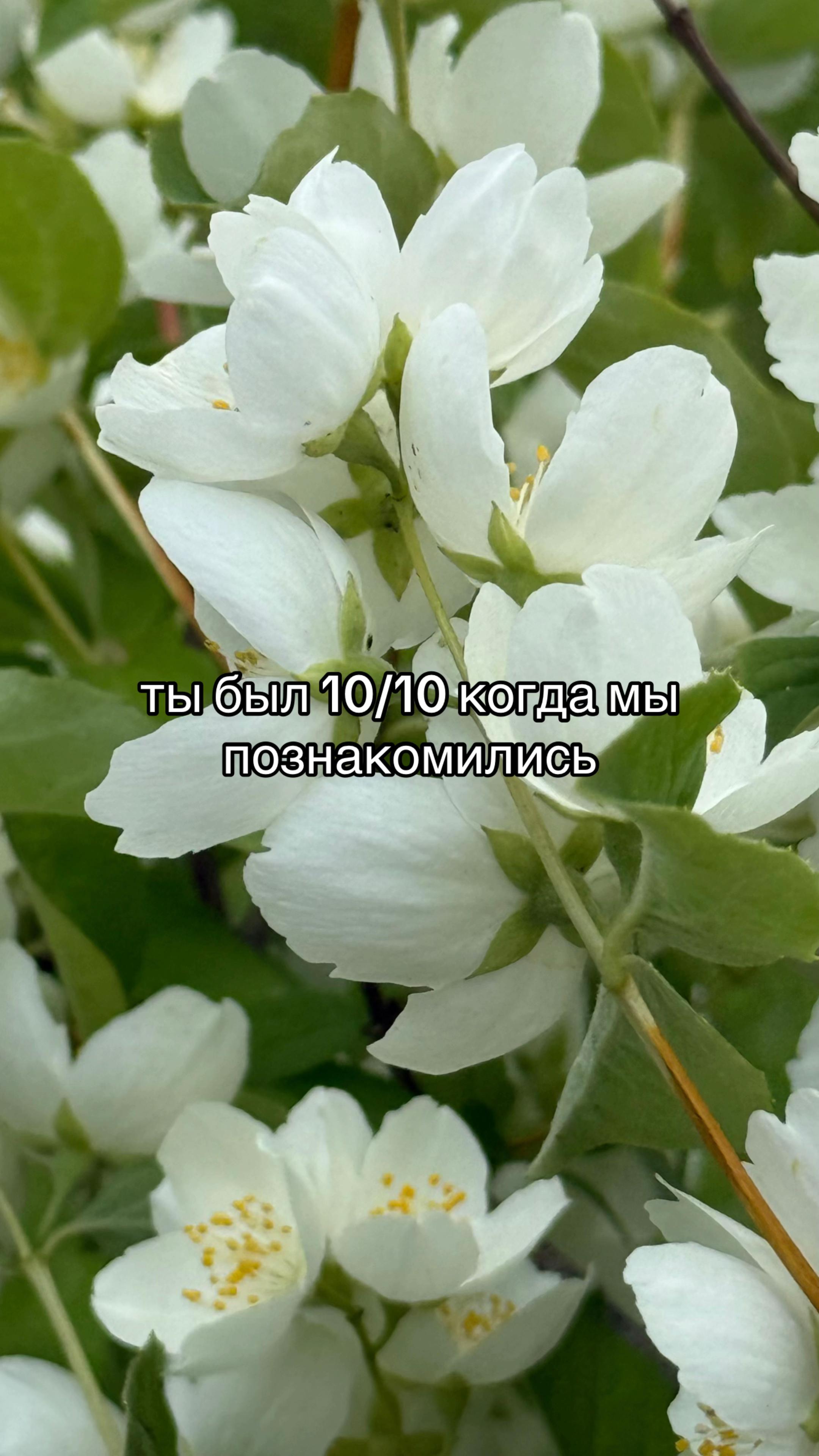 @ТГК: КИБЕР СКИБА