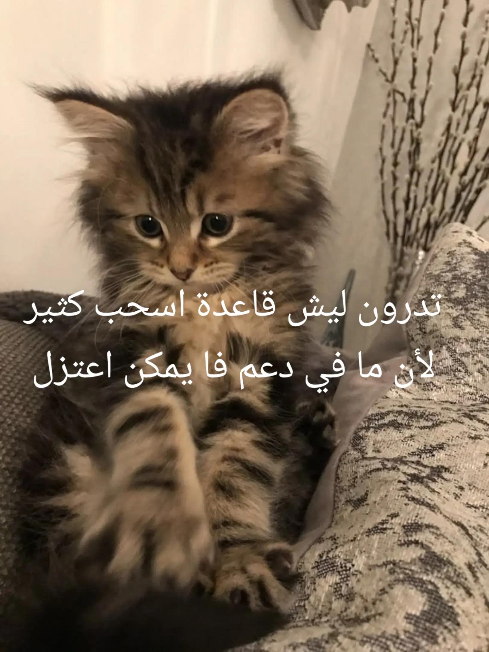 @فان رباعي الجلطه