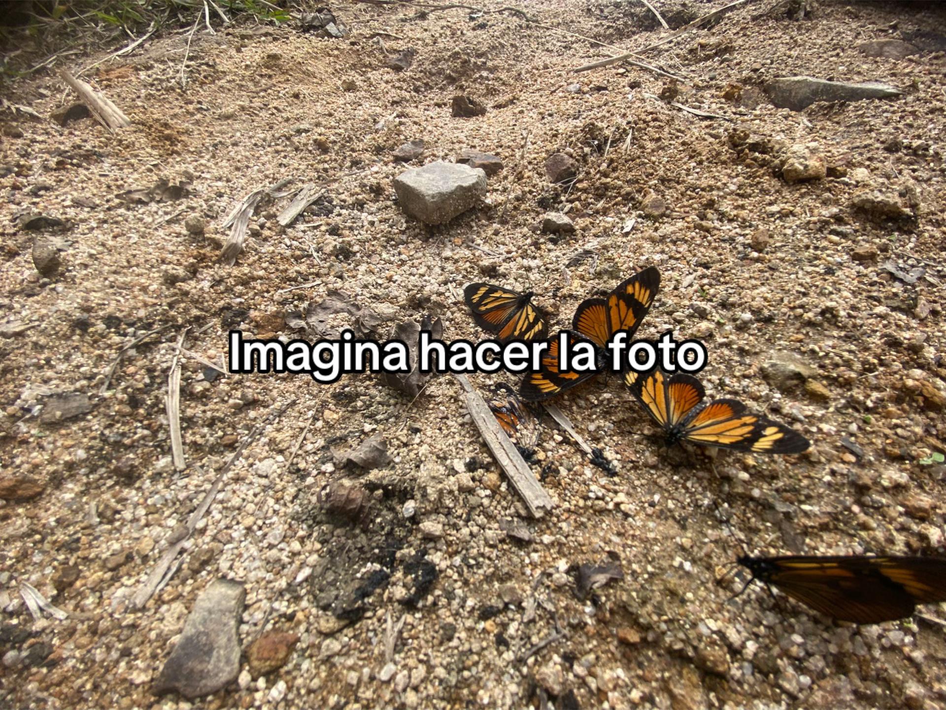@karol ✓