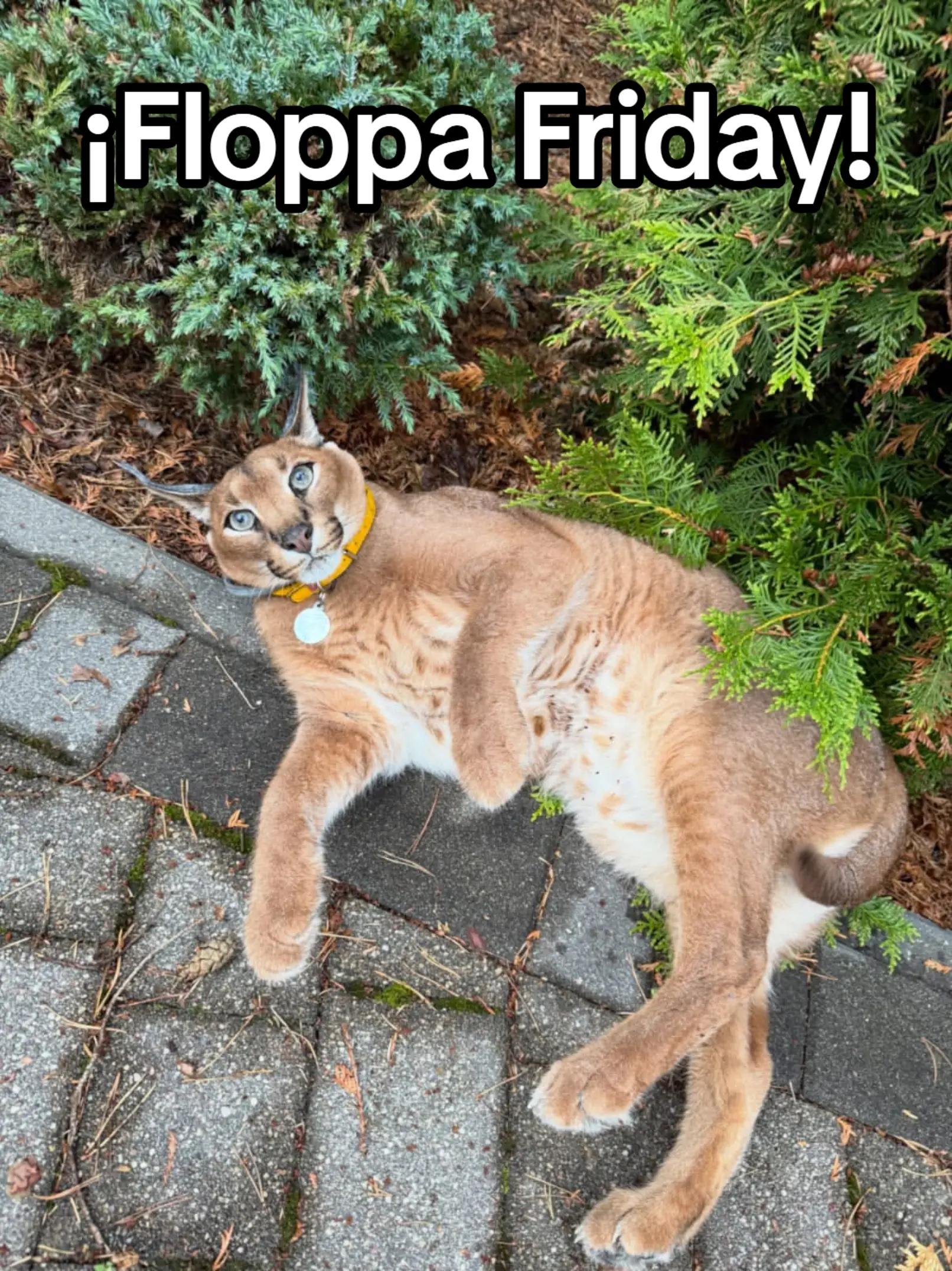 @negtt