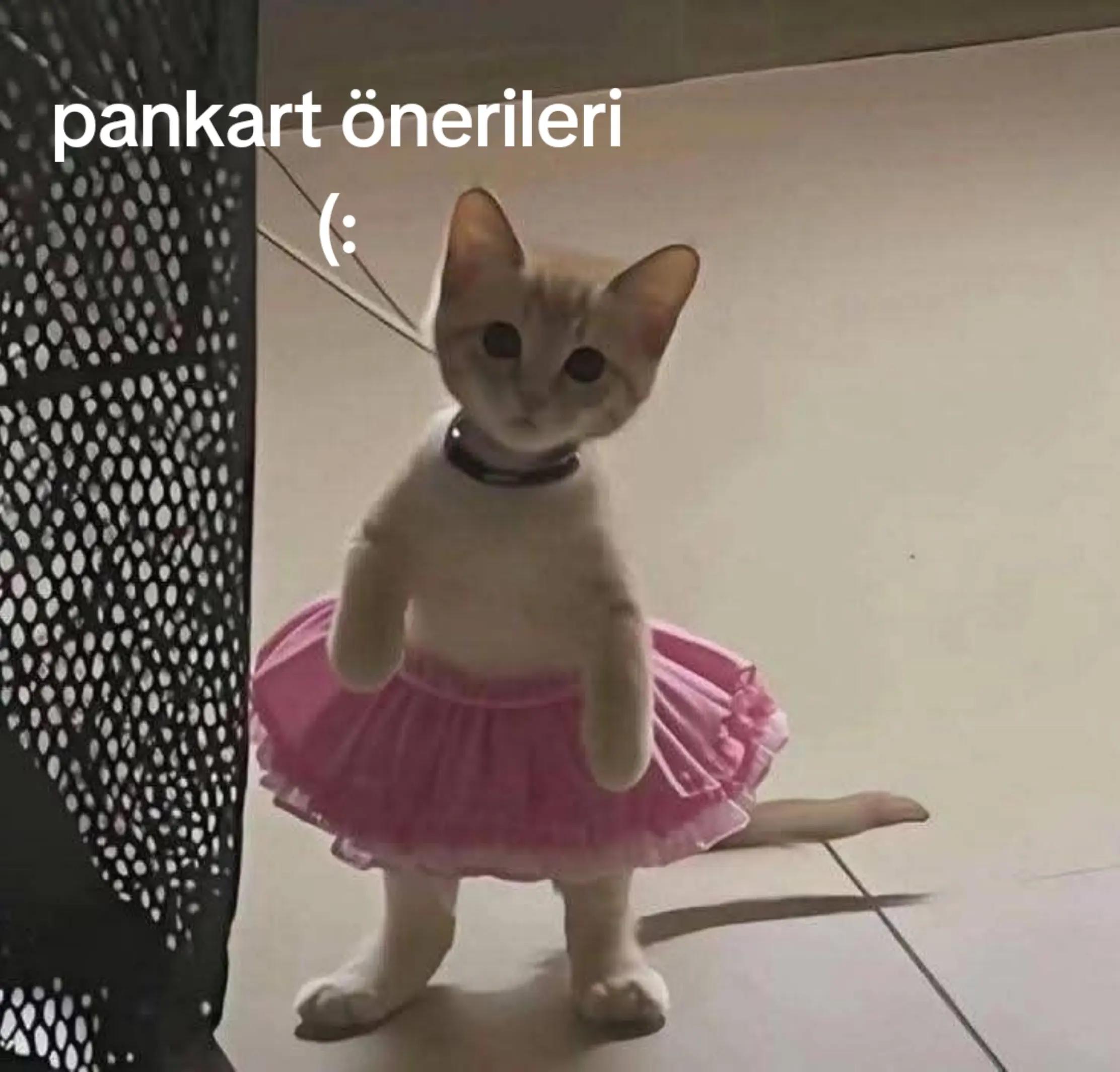 @โจ๐๐๐๐๐๐๐๐๐๐โจ