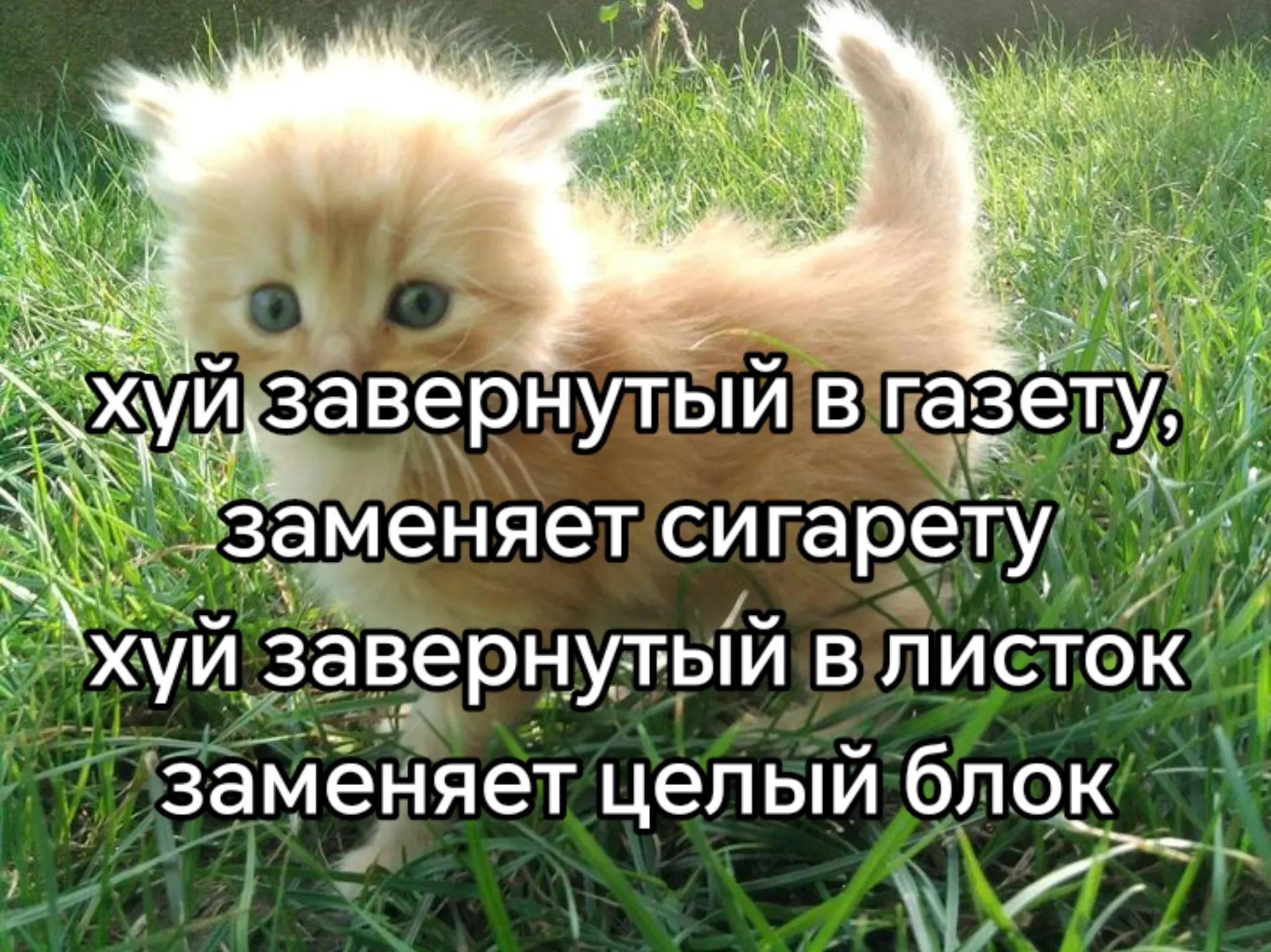 @лупикал