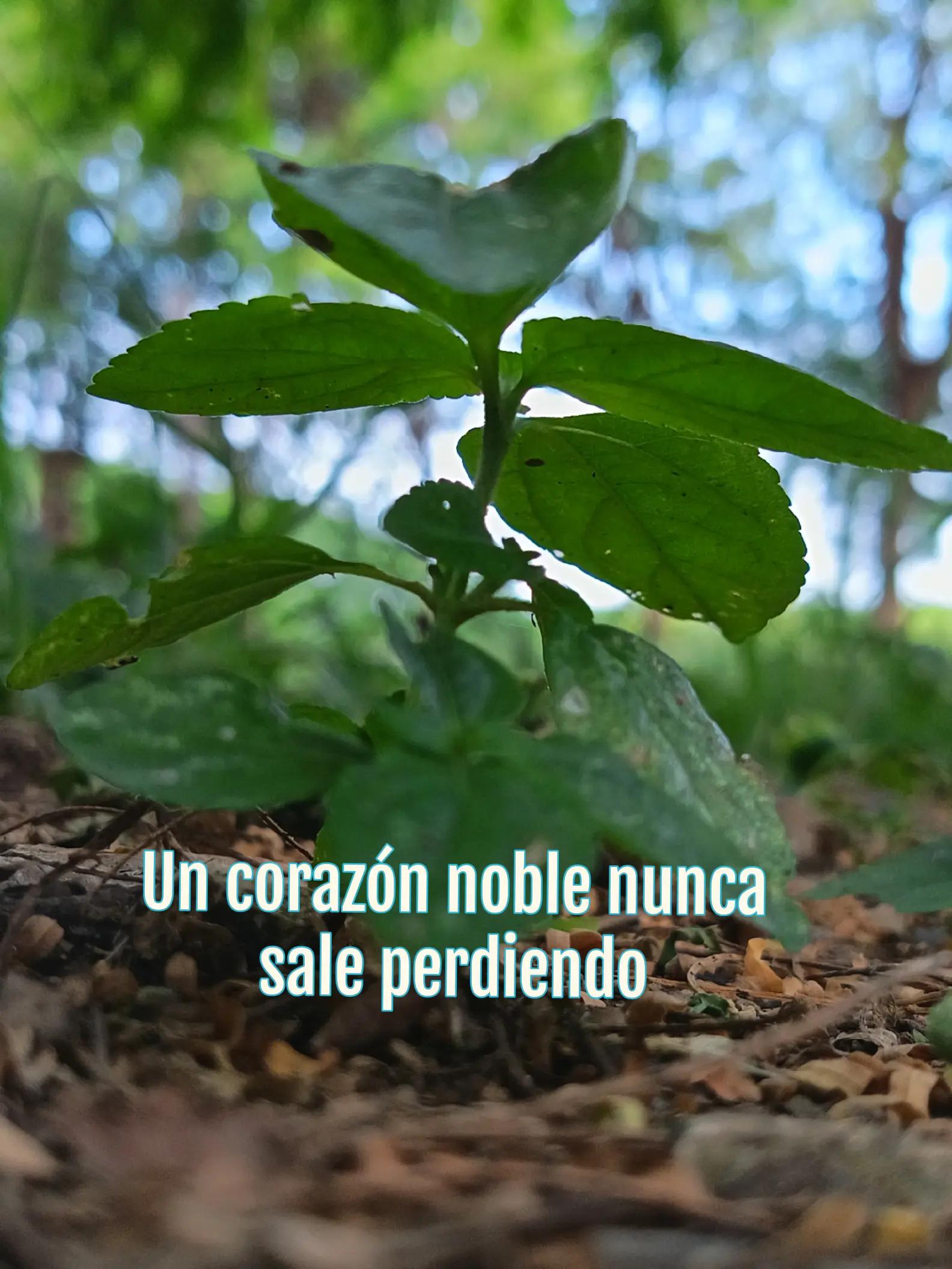 @💫Usuario no encontrado 🌻🌻🌻