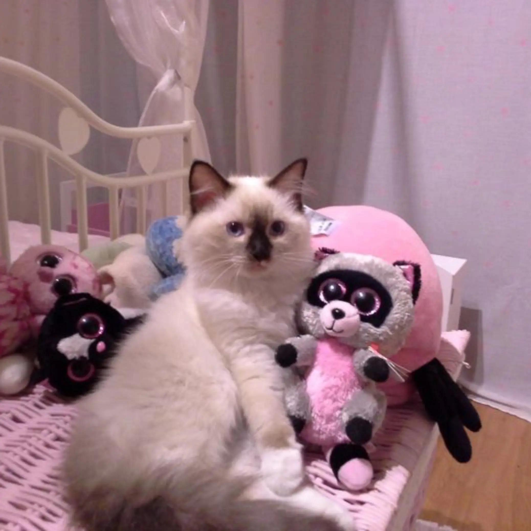 @кирмуська.ᐟ໒꒱ིྀ༝⁺🍥..🎠