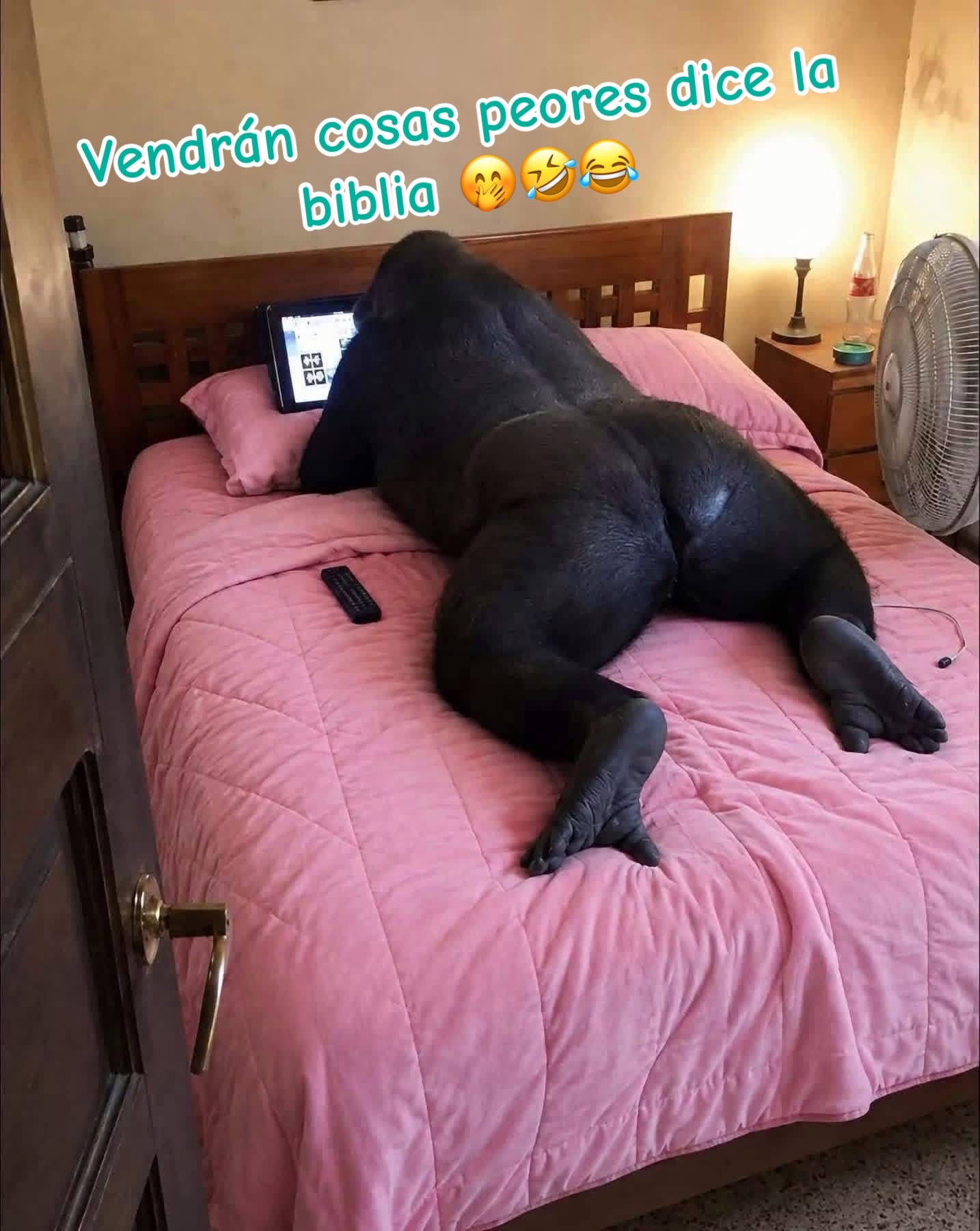 @natushita