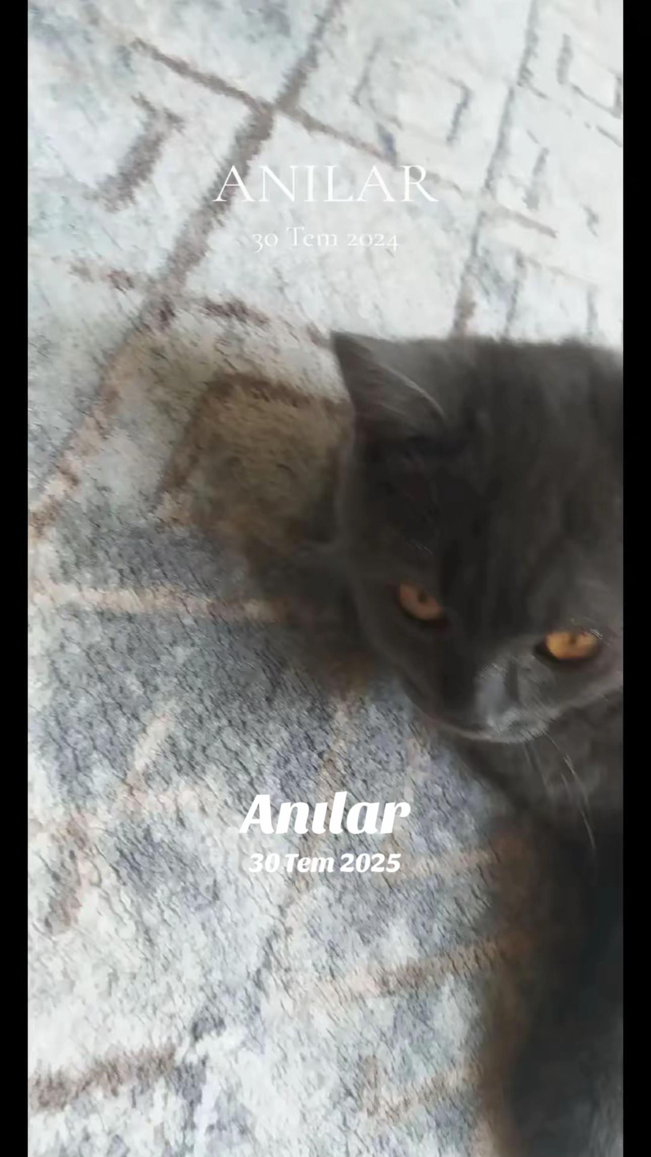 @Ayaz🇹🇷