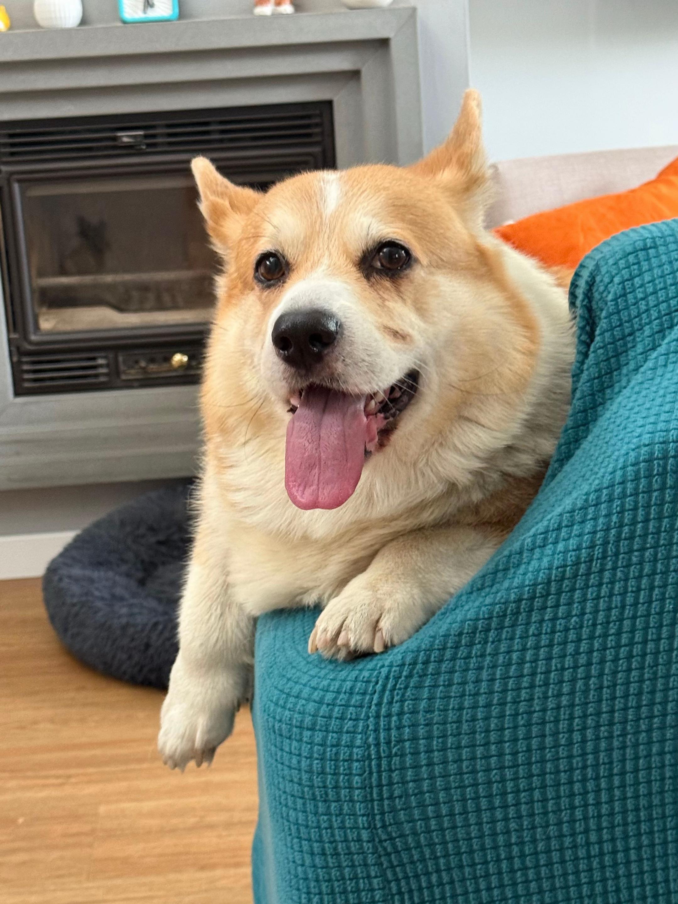 @Cheddar the Corgi