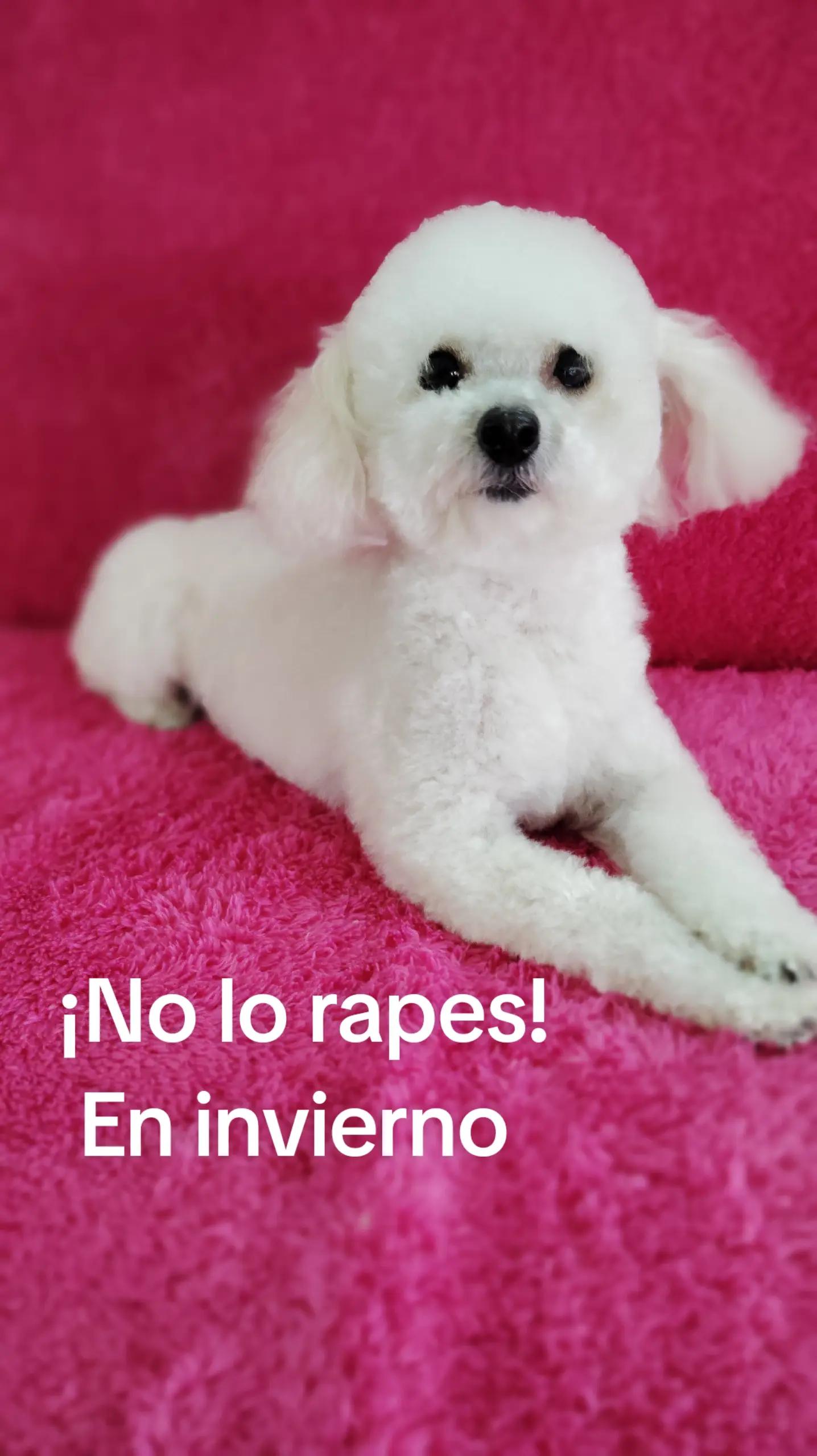 @patriciareyes2741