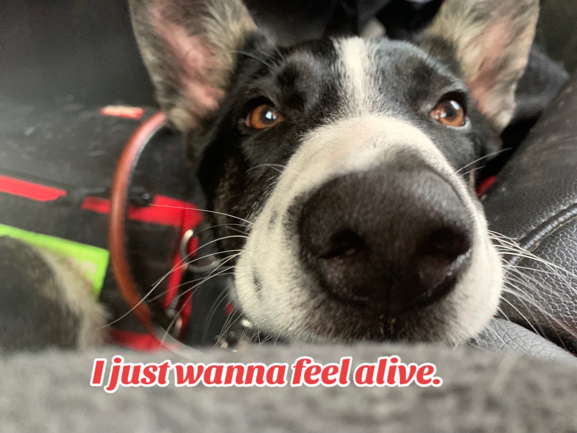 @collie.gnocchi