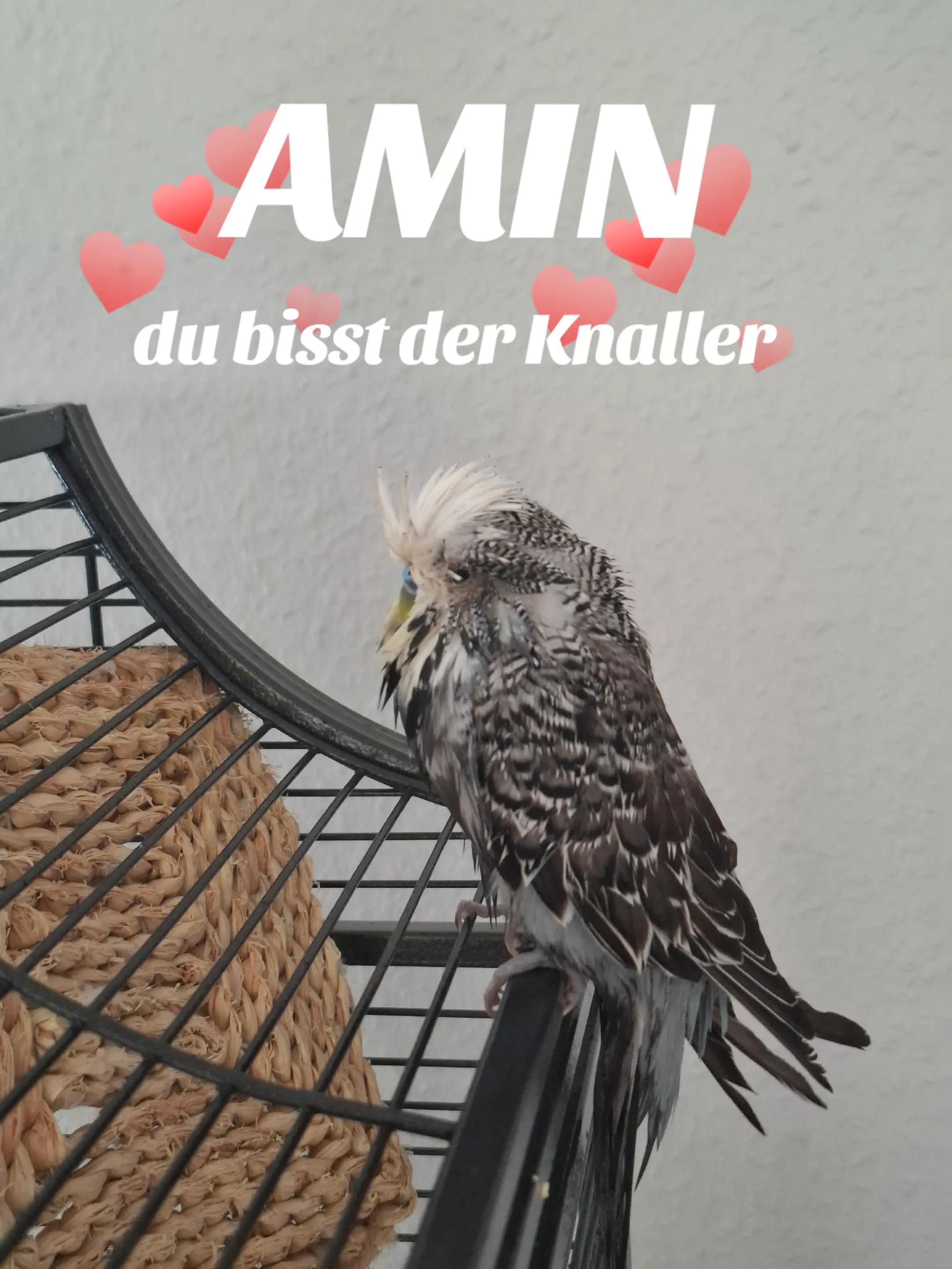 @Bine und die Wellibande