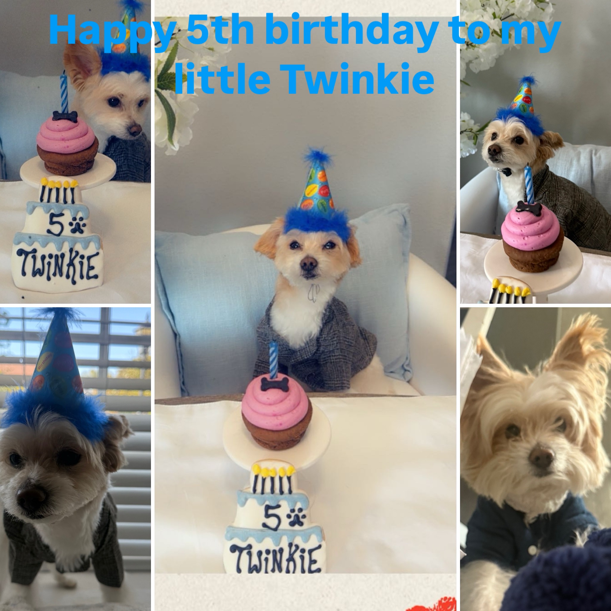 @Twinkies TikTok life